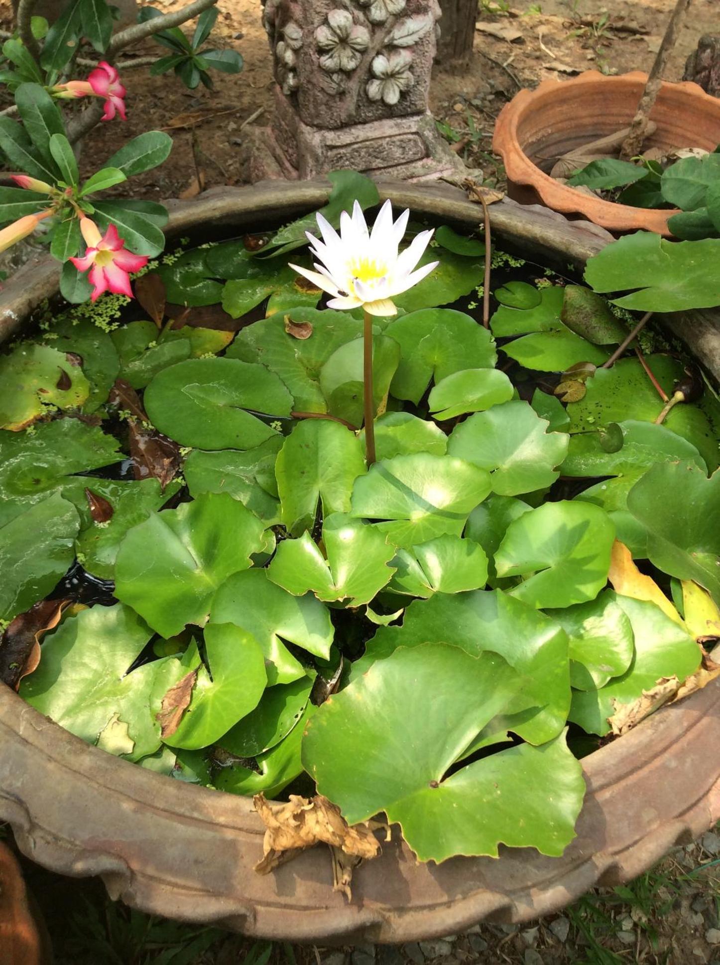 Pruksa Resort Prachin Buri