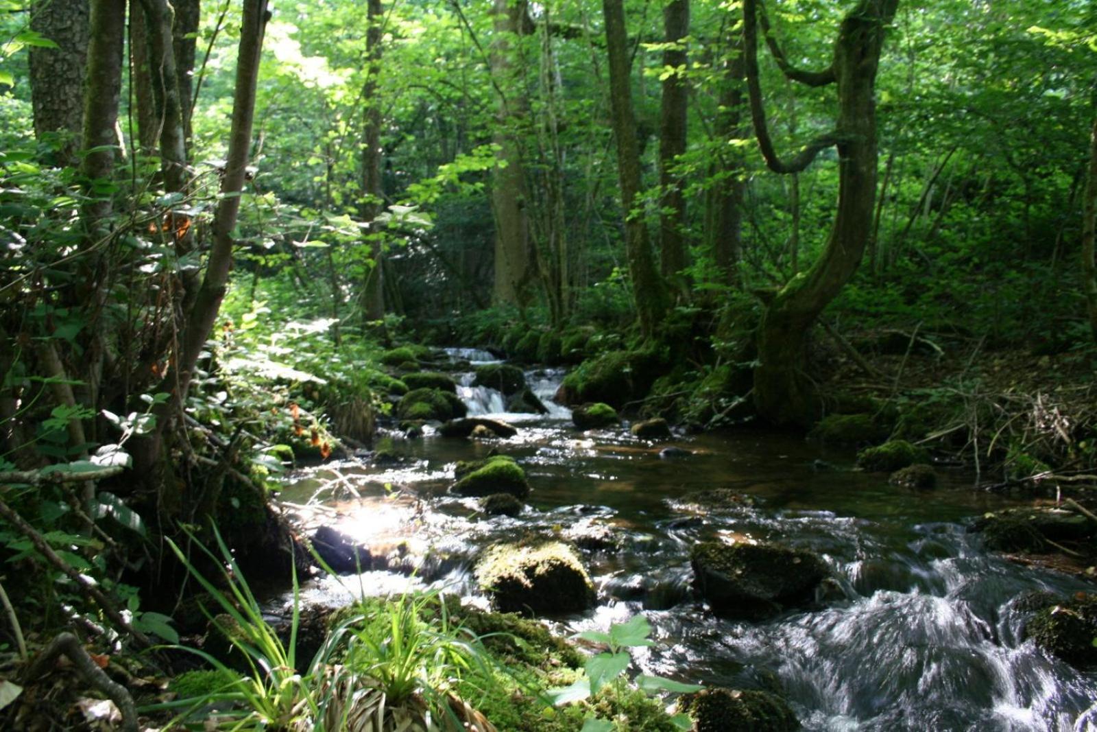 Photo 42