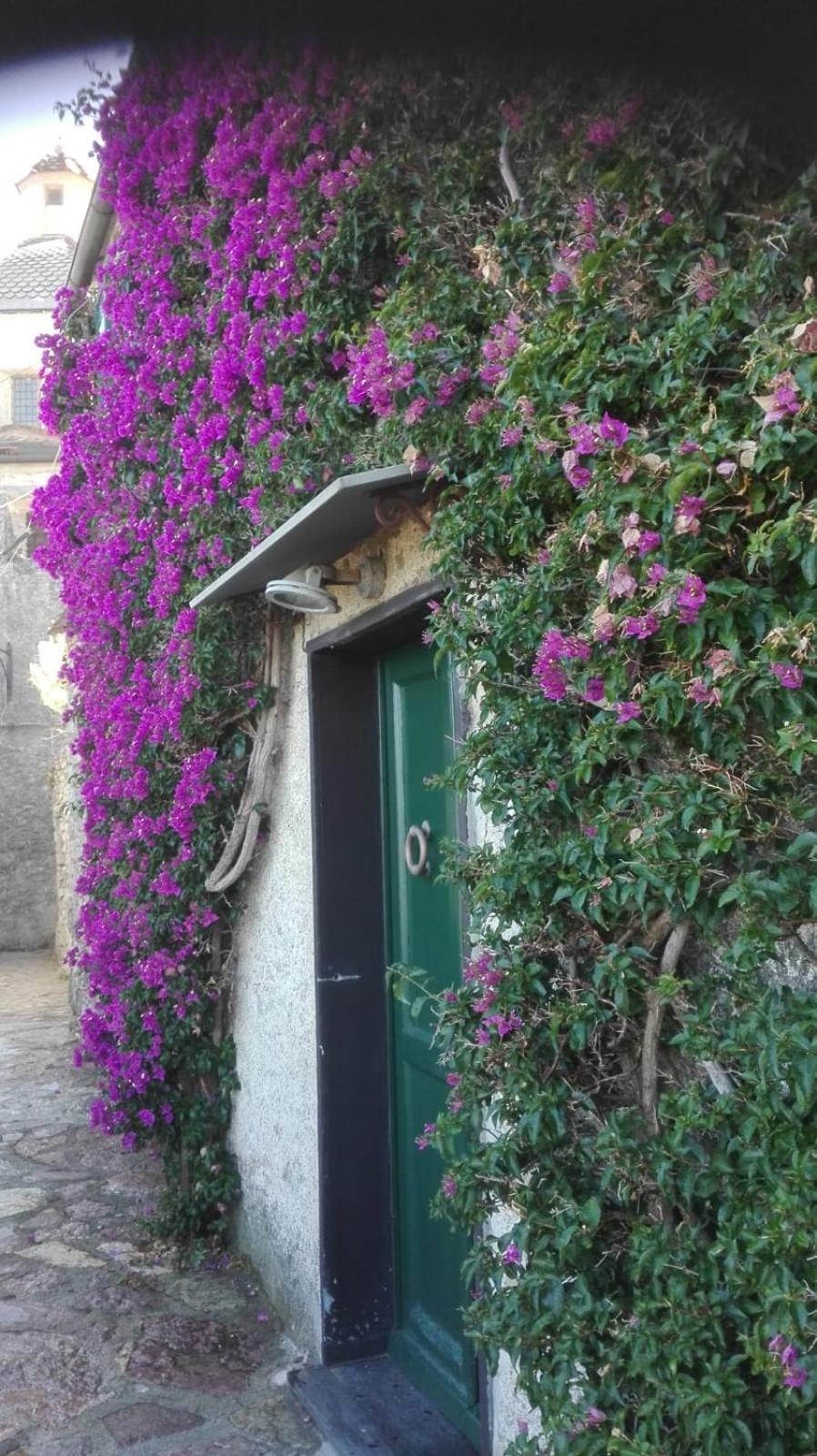 La BouganVilla
