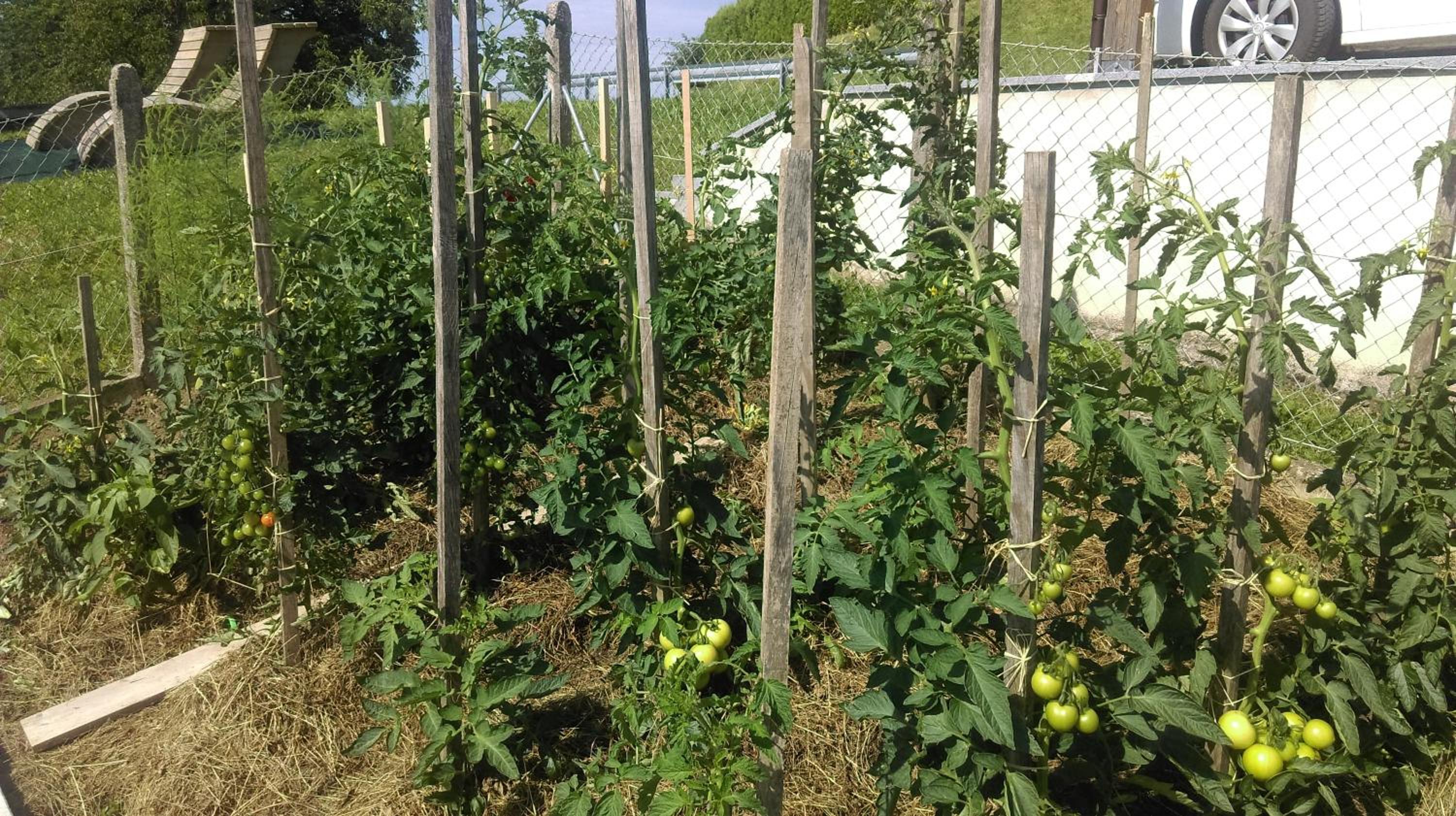 Photo 41