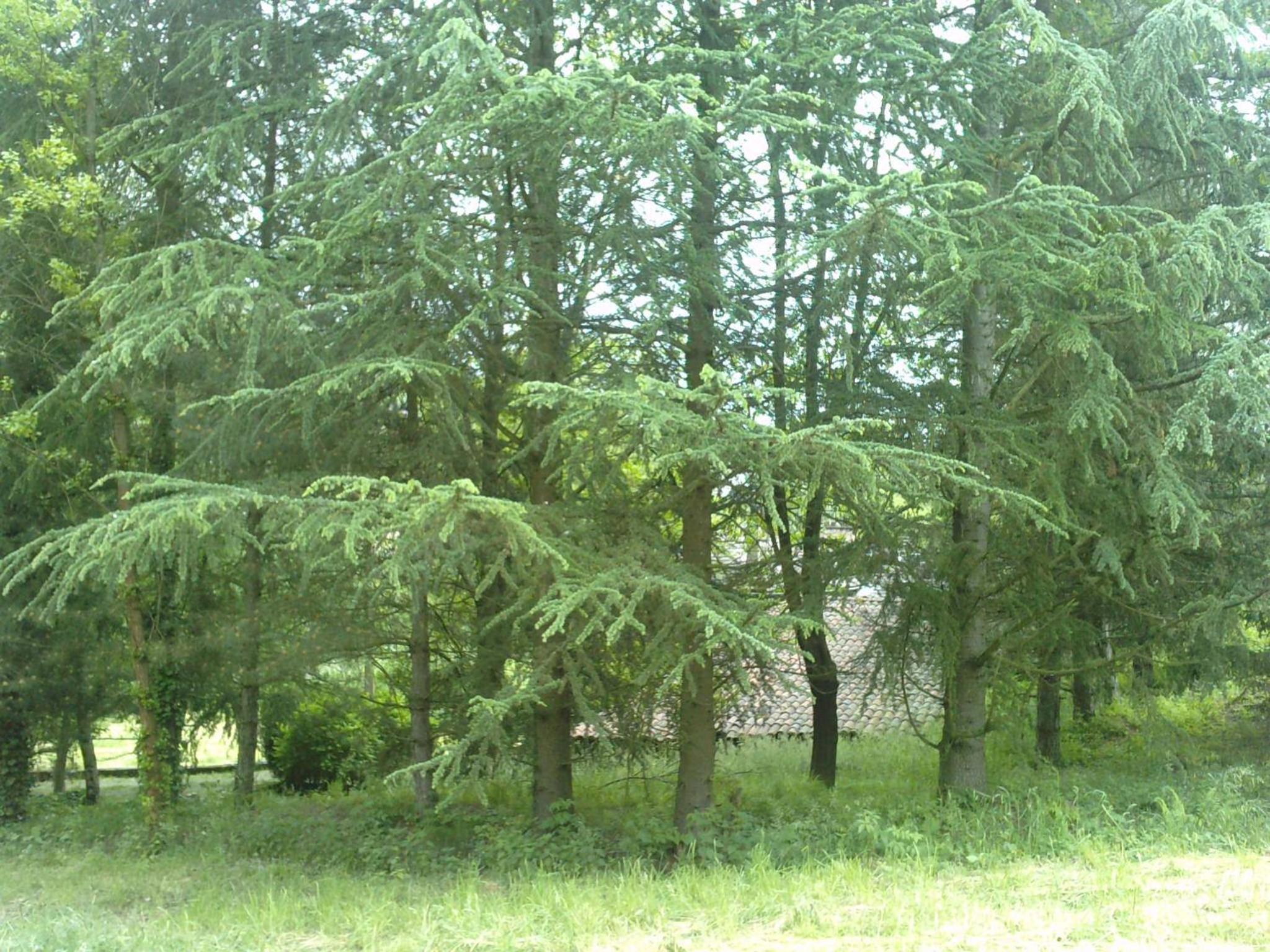 Les Cèdres Bleus de Joany view 5