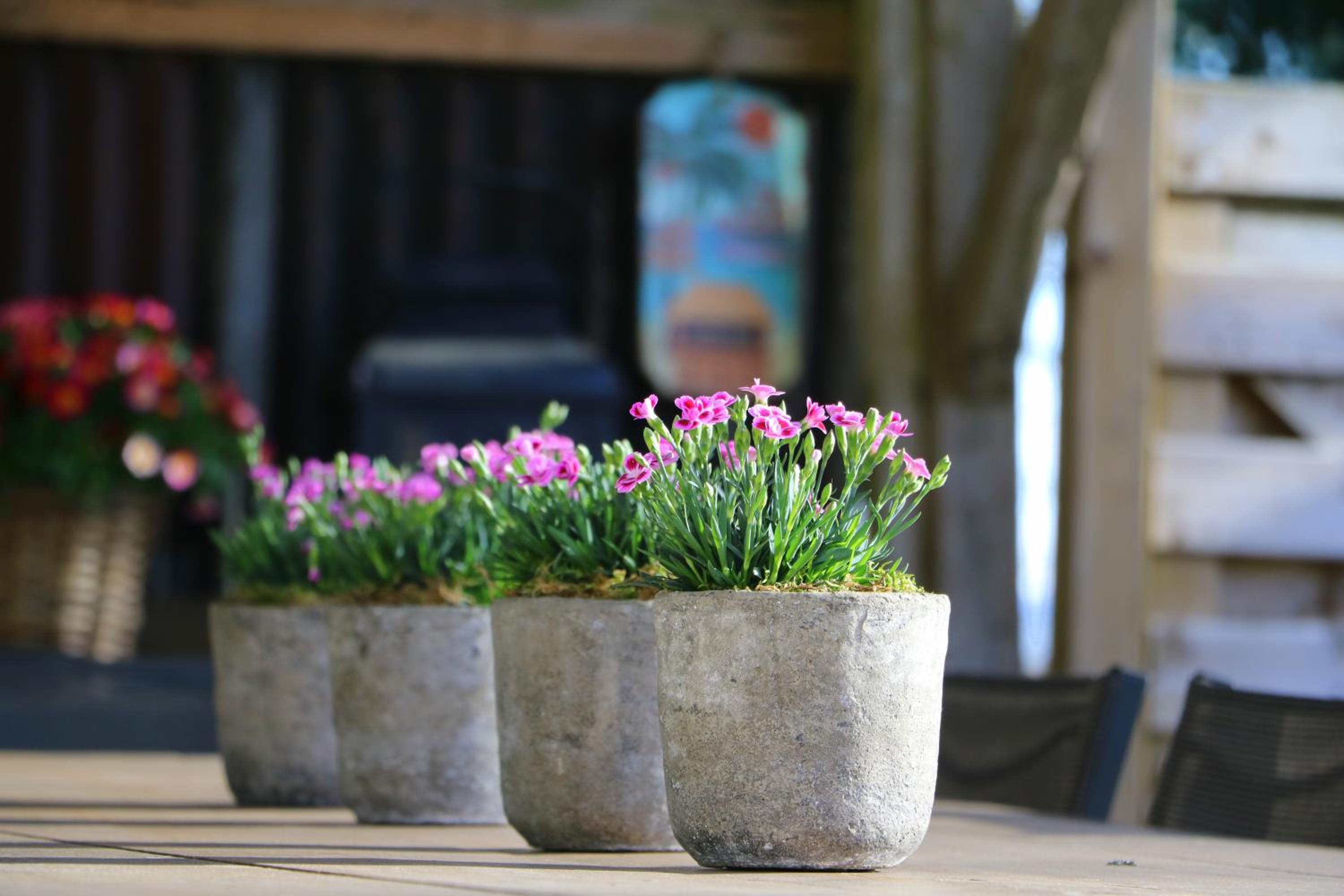 Vakantiehuis De Lounge
