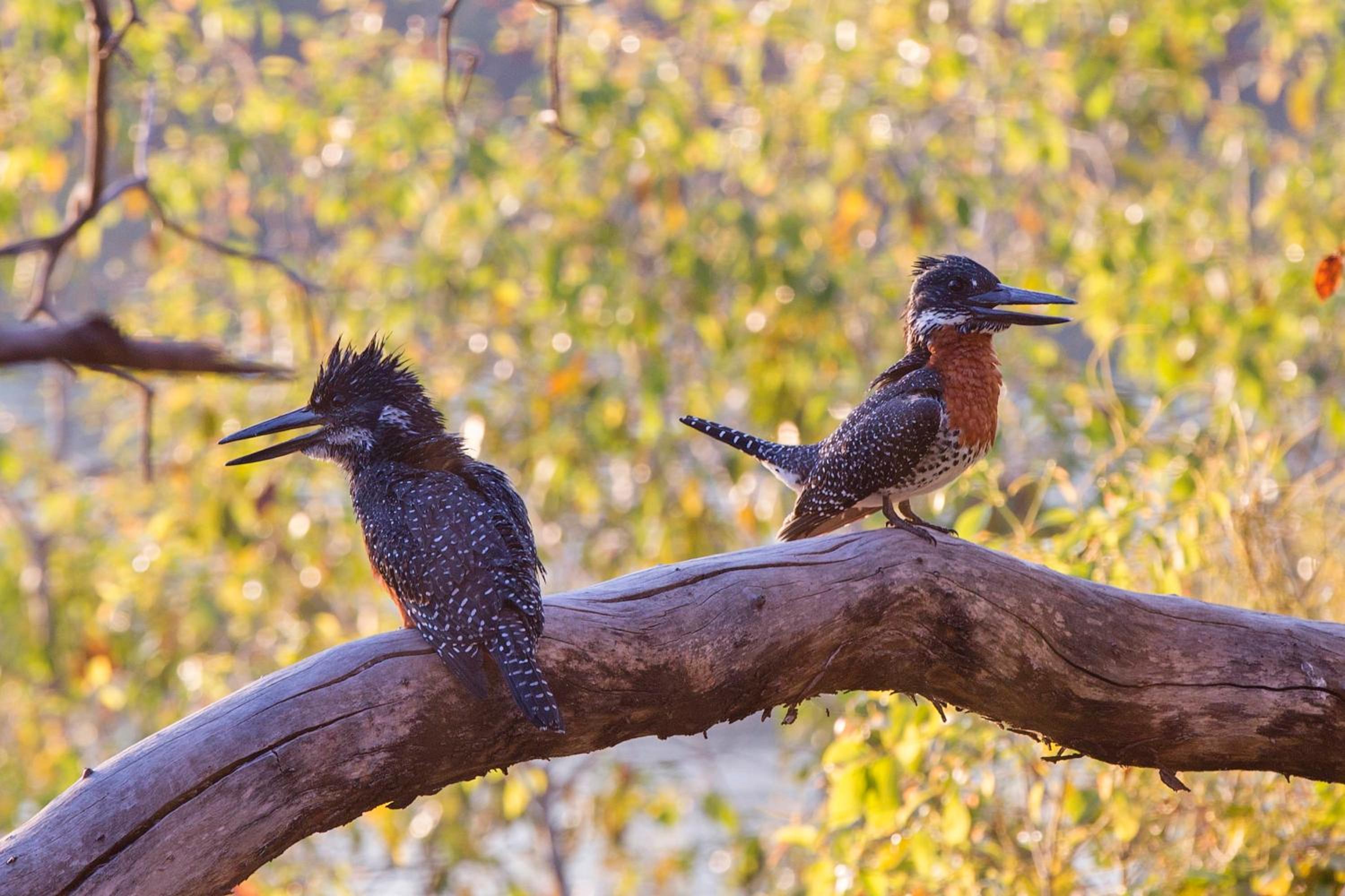 Victoria Falls River Lodge