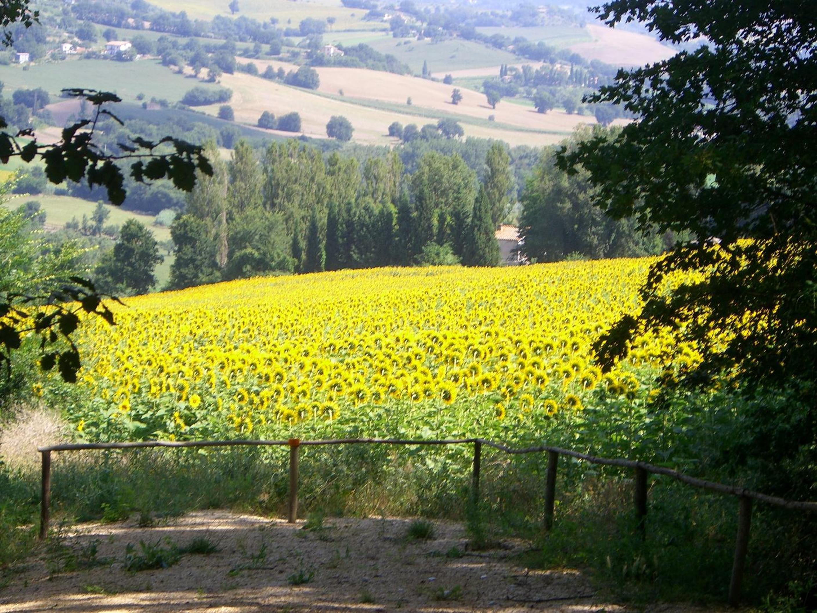 Photo 42