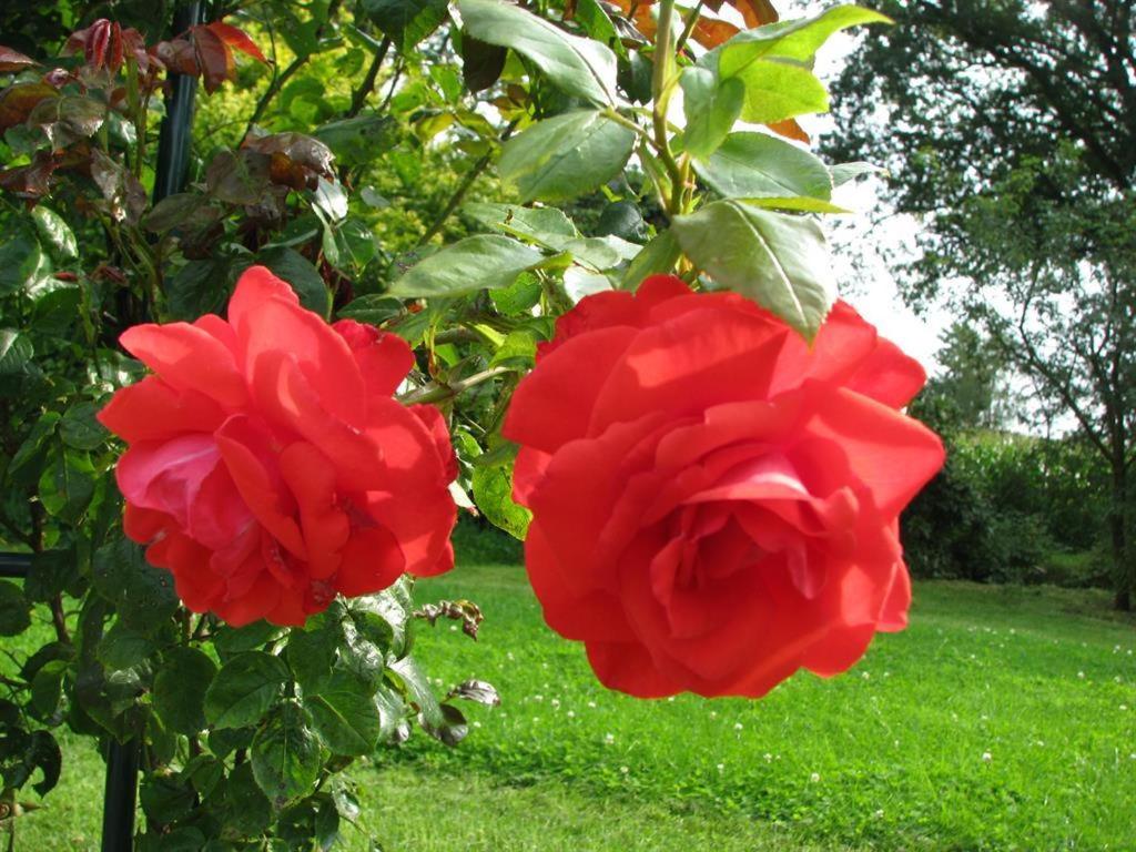 Photo 76