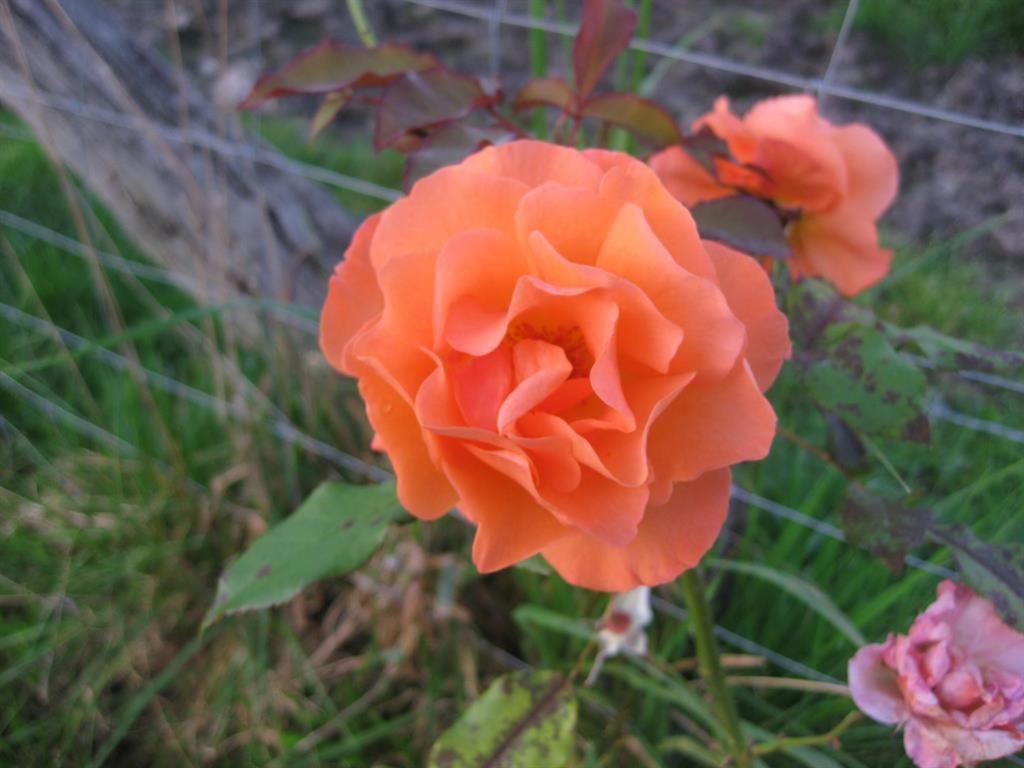Photo 46