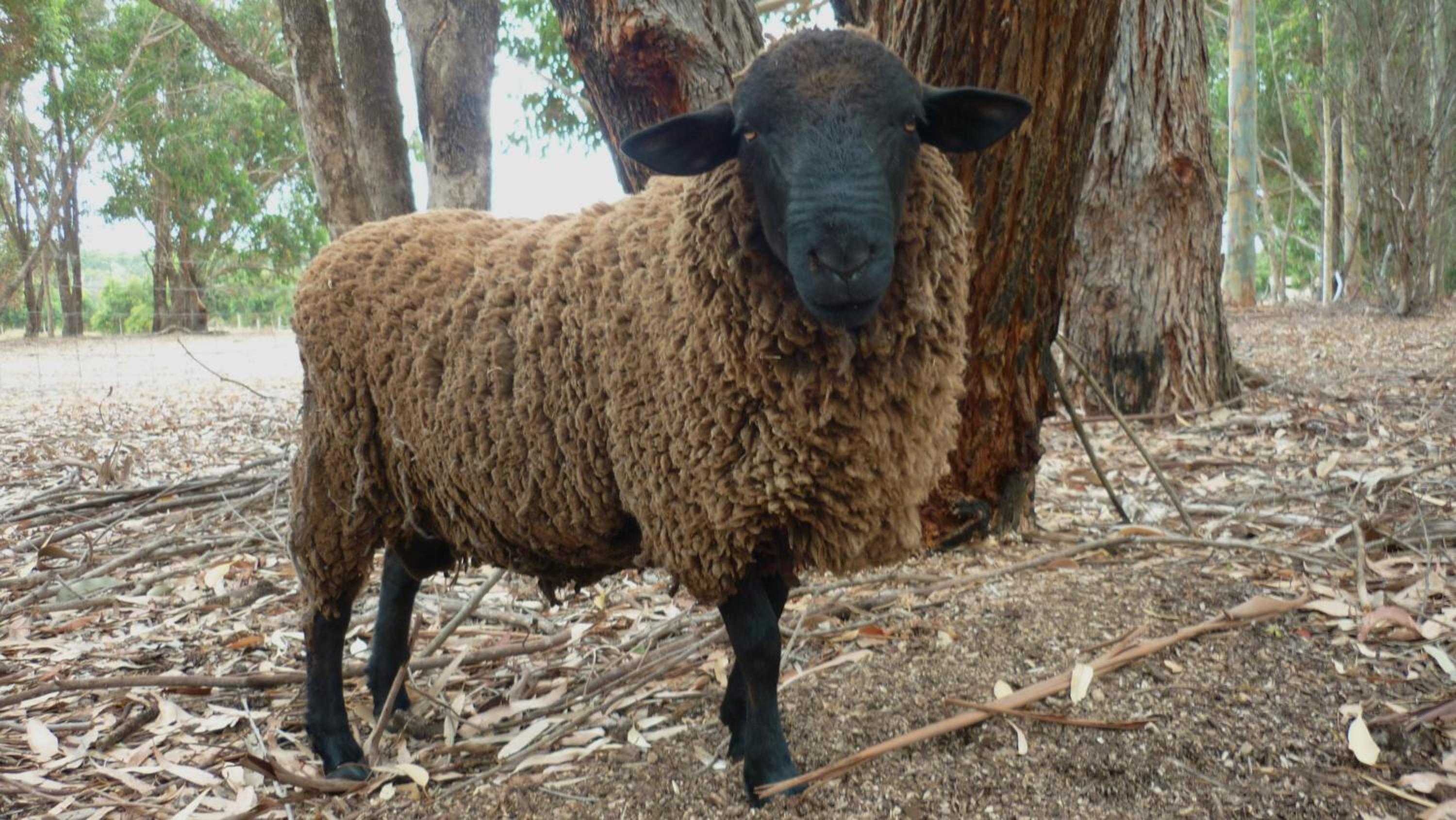 Margaret River Hideaway & Farmstay