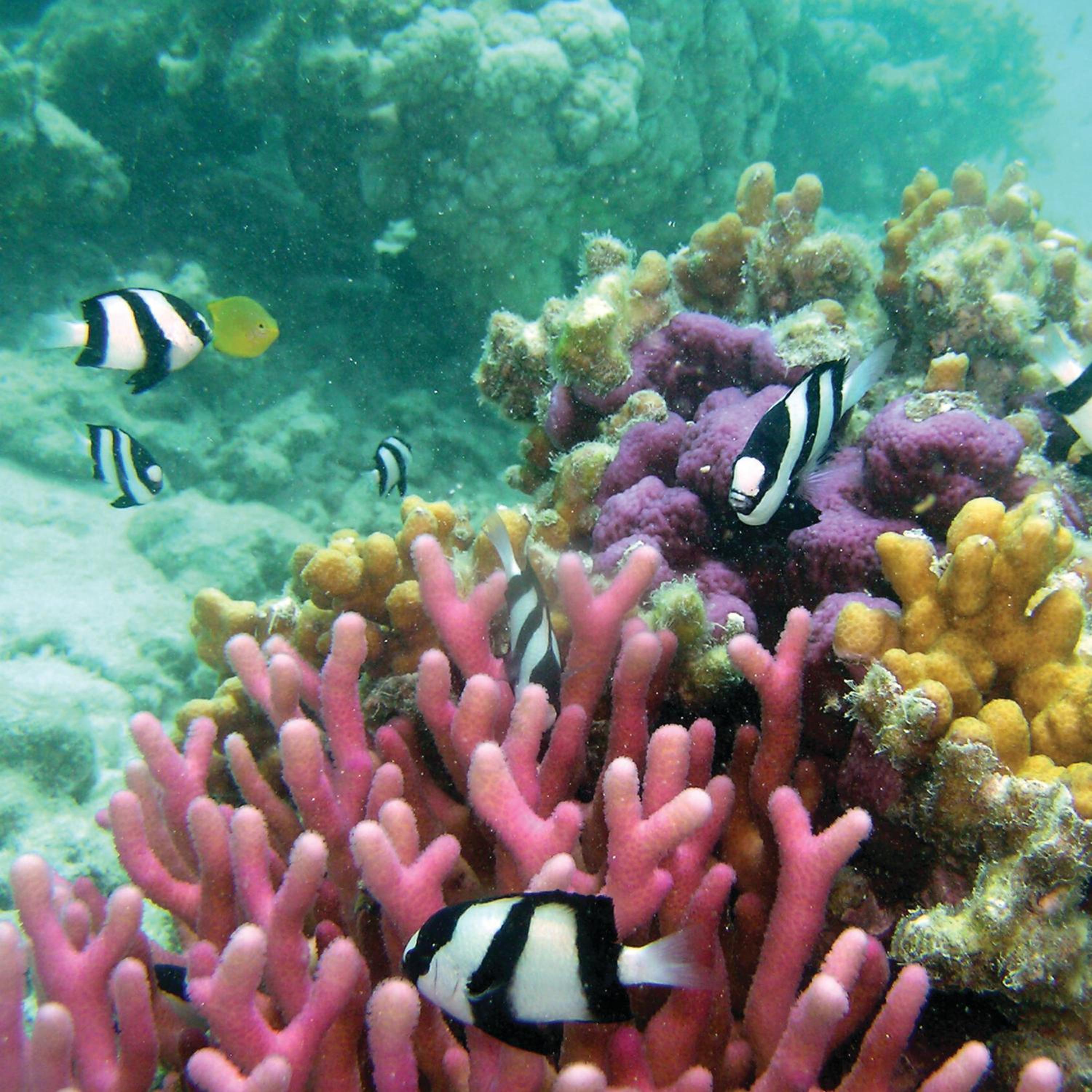 Reef Suite