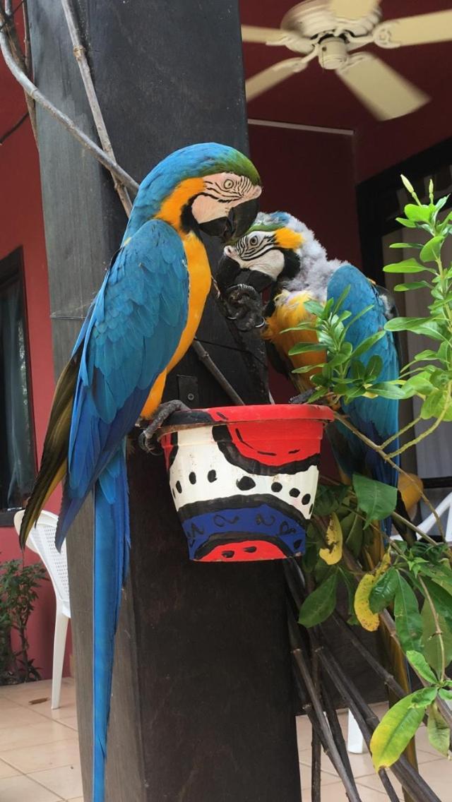 Massai Apartments
