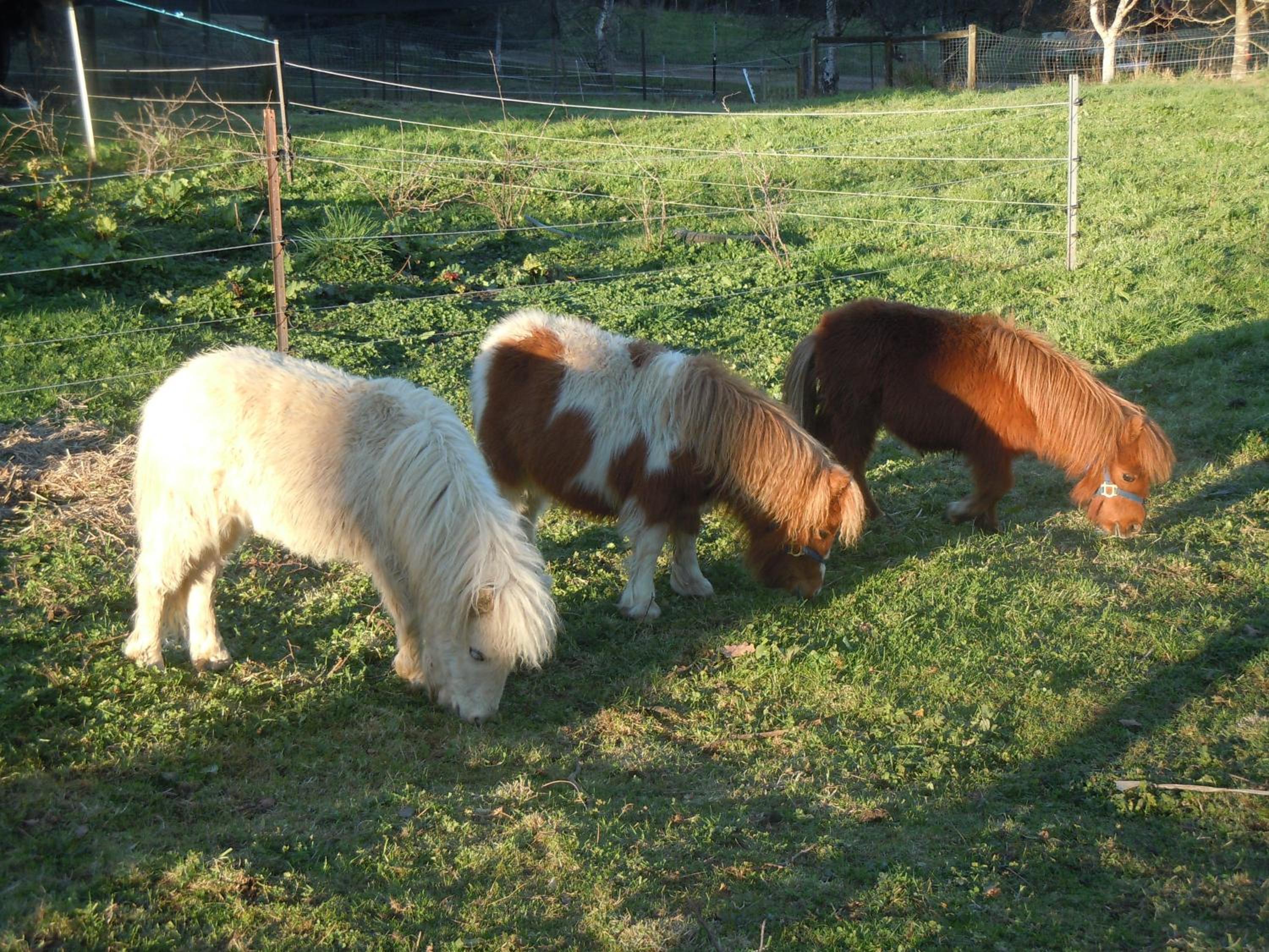 Whispering Spirit Holiday Cottages & Mini Ponies