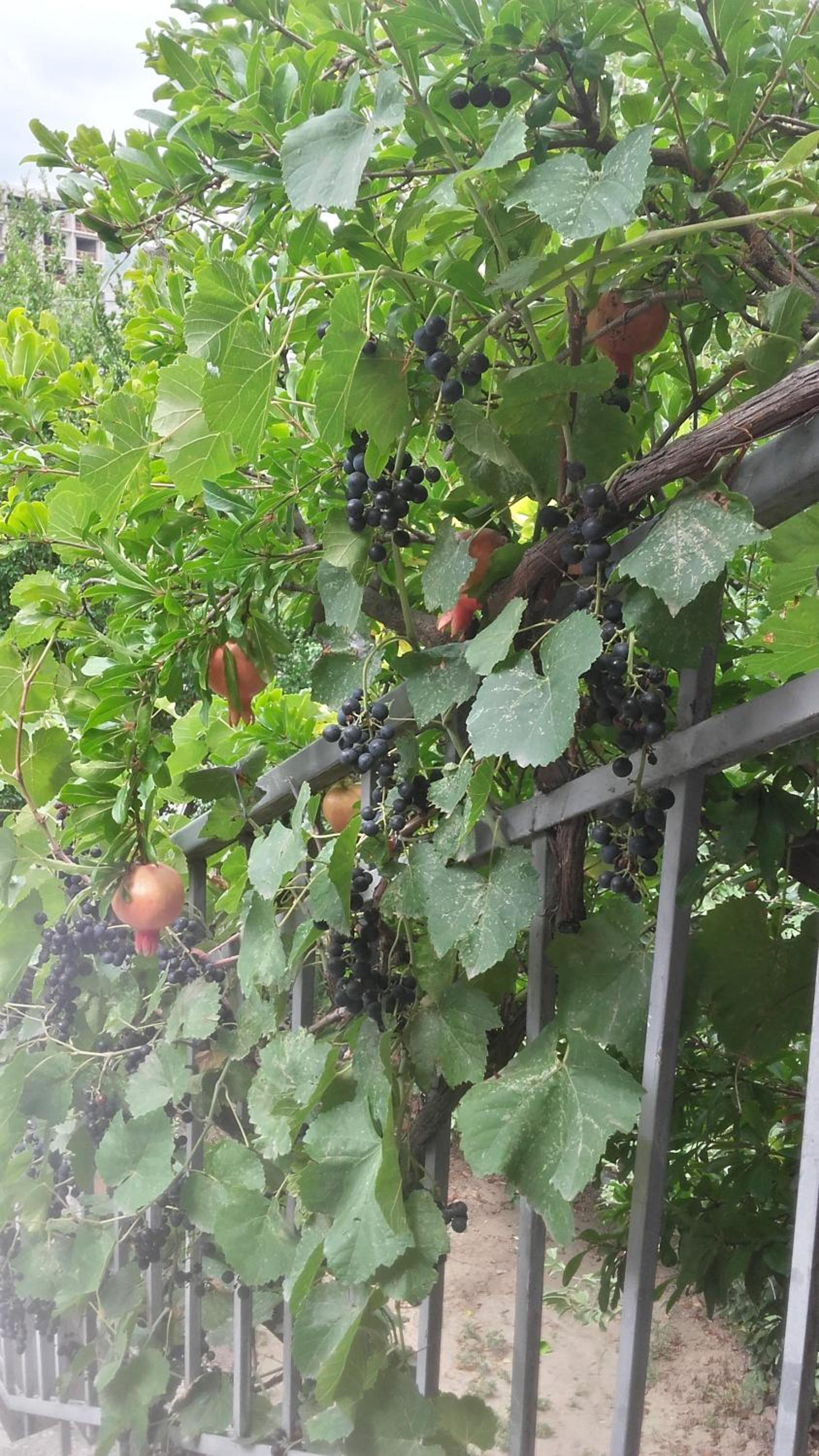 Summer Garden