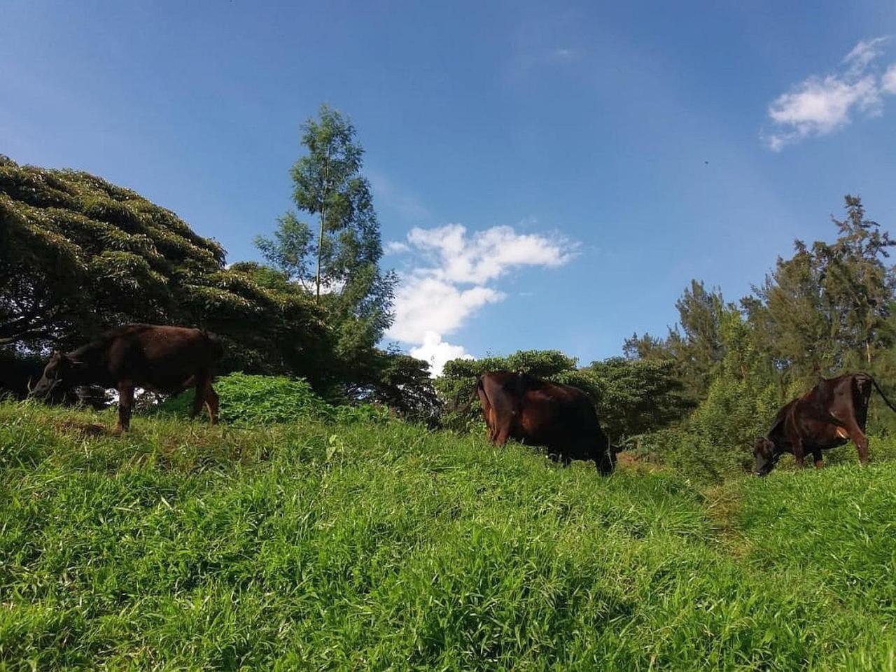 Karen Little Paradise, ECO Garden Hotel & Farm