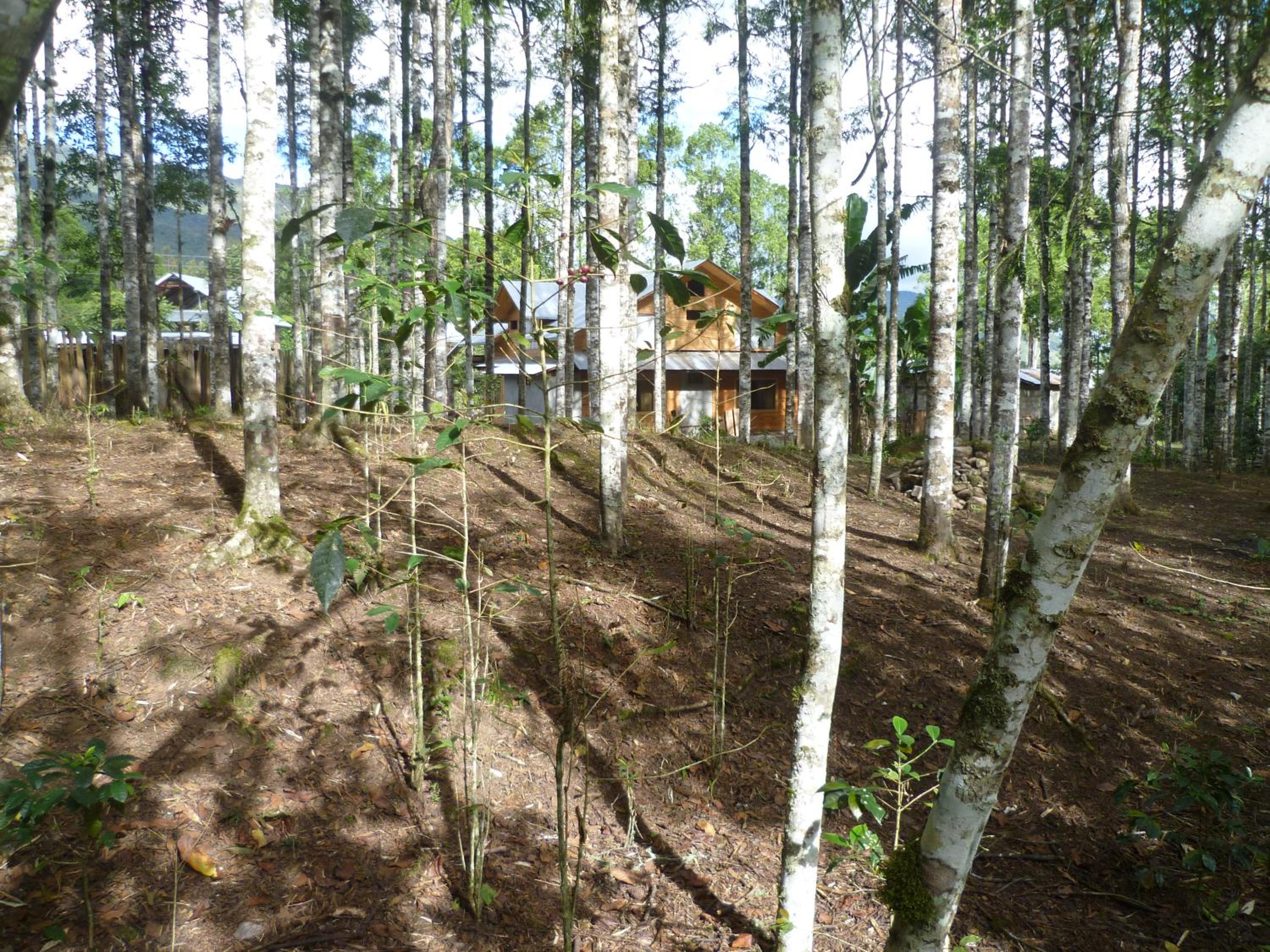 HOSPEDAJE CAMPOS ELÌSEOS view 5