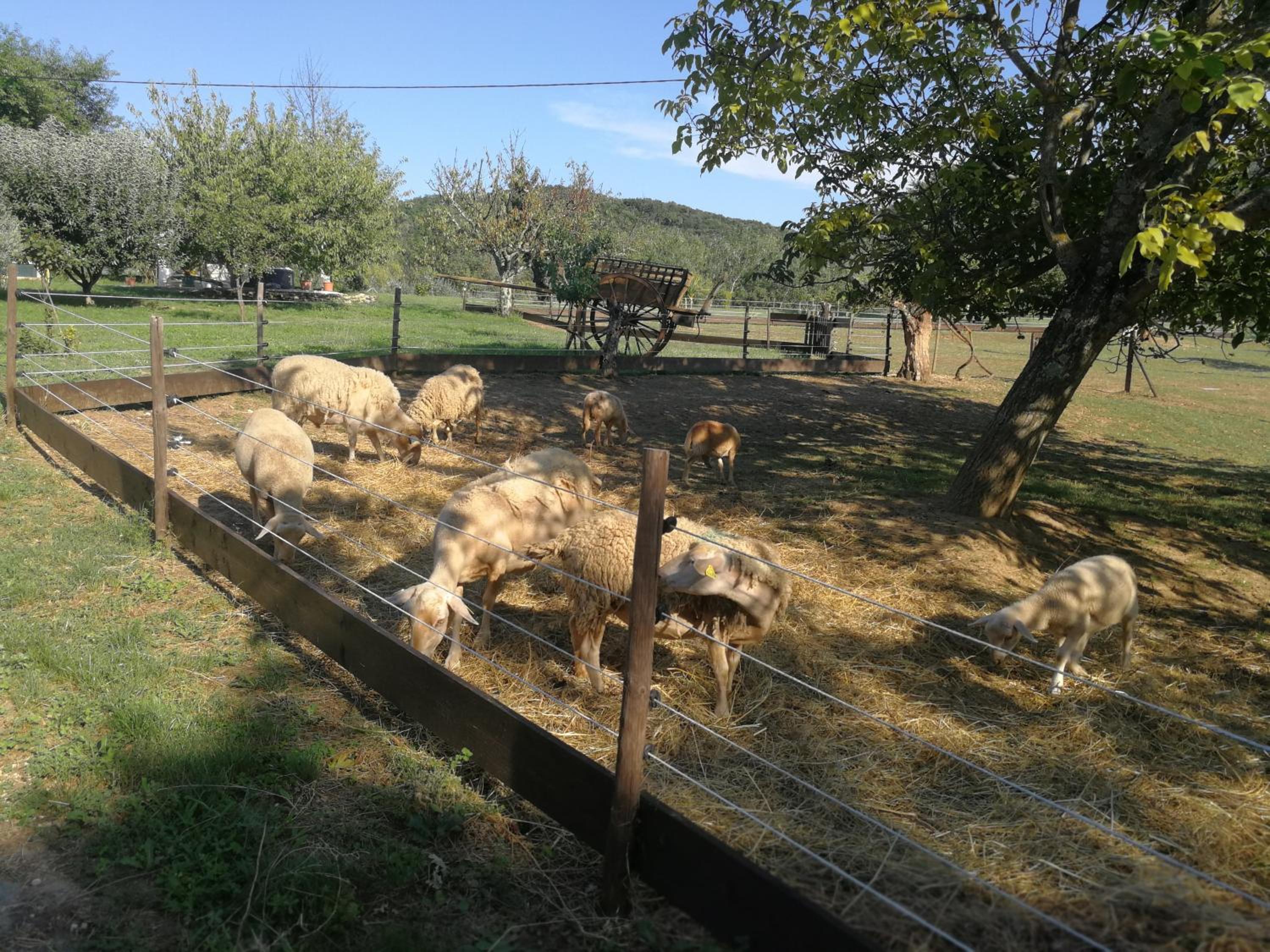 Photo 51