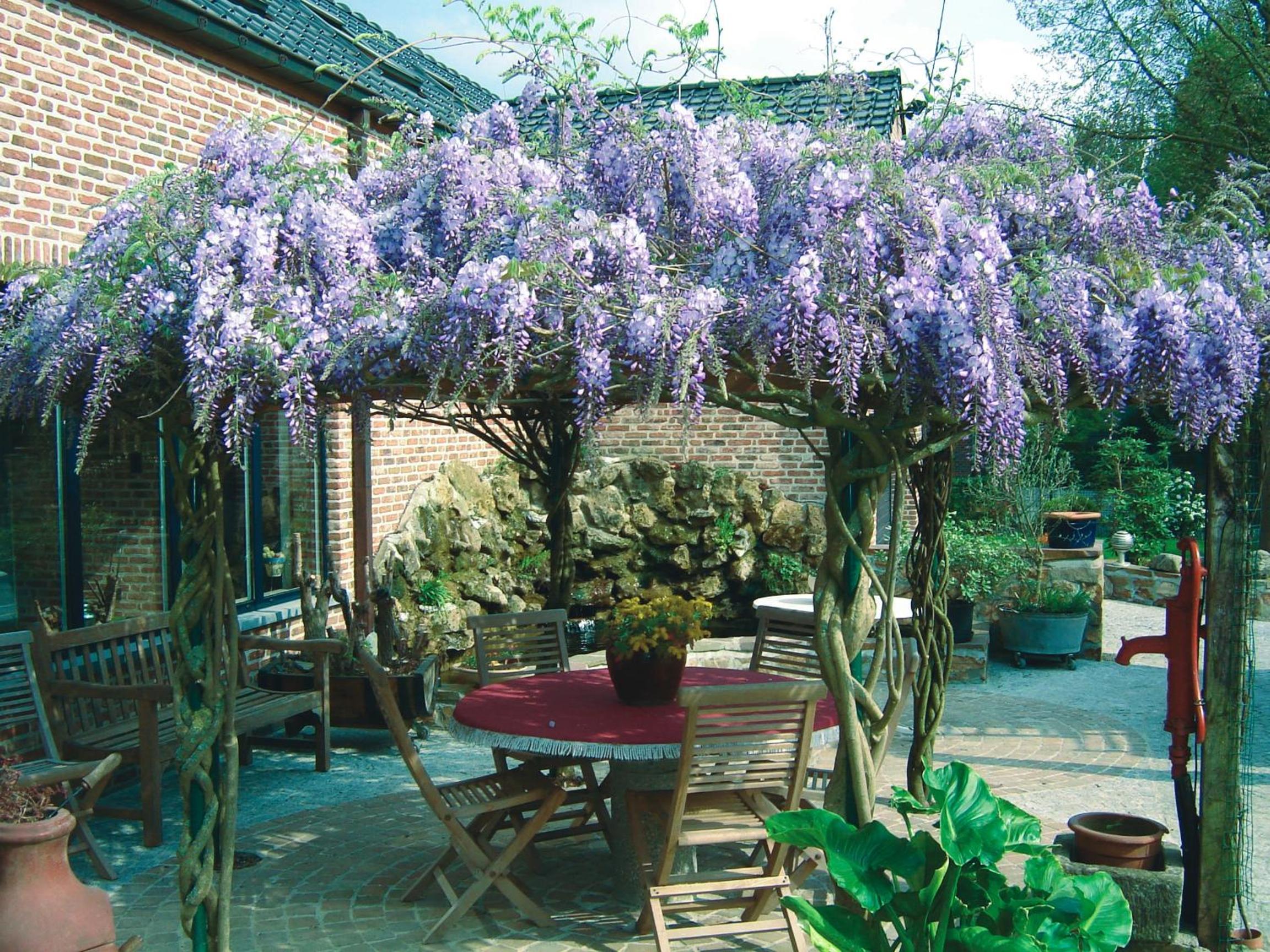 B&B Wisteria