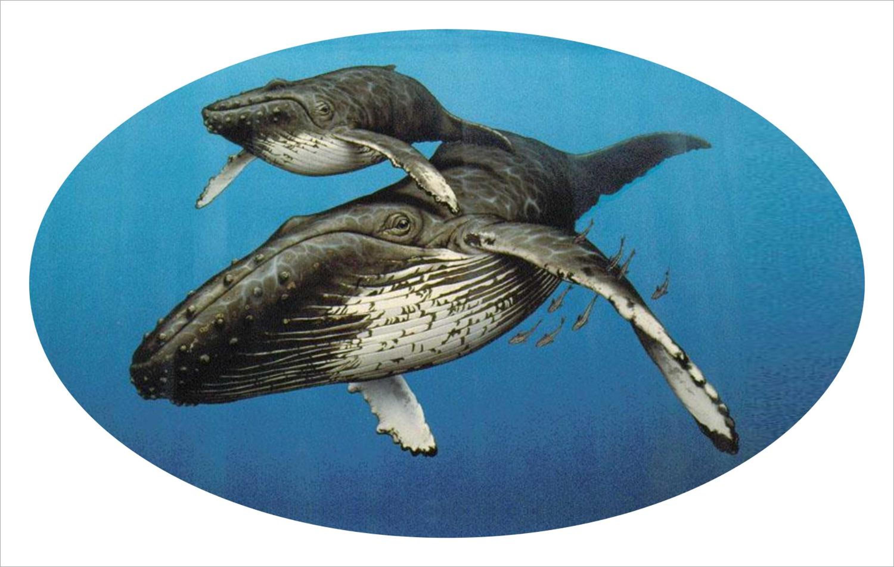 Whispering Whale view 2