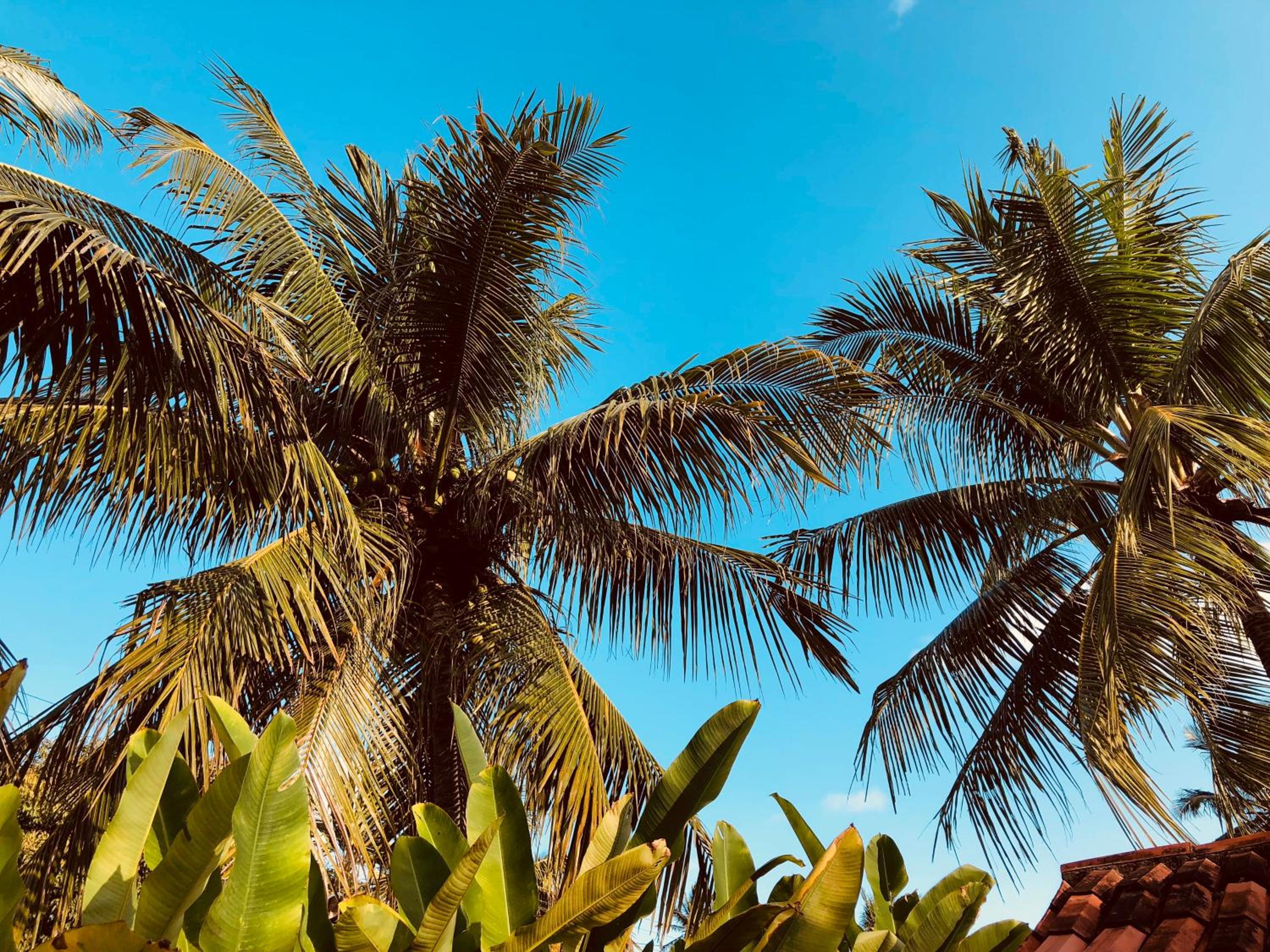 Casa Azul em Maragogi - 5 Quartos - CARIBE BRASILEIRO