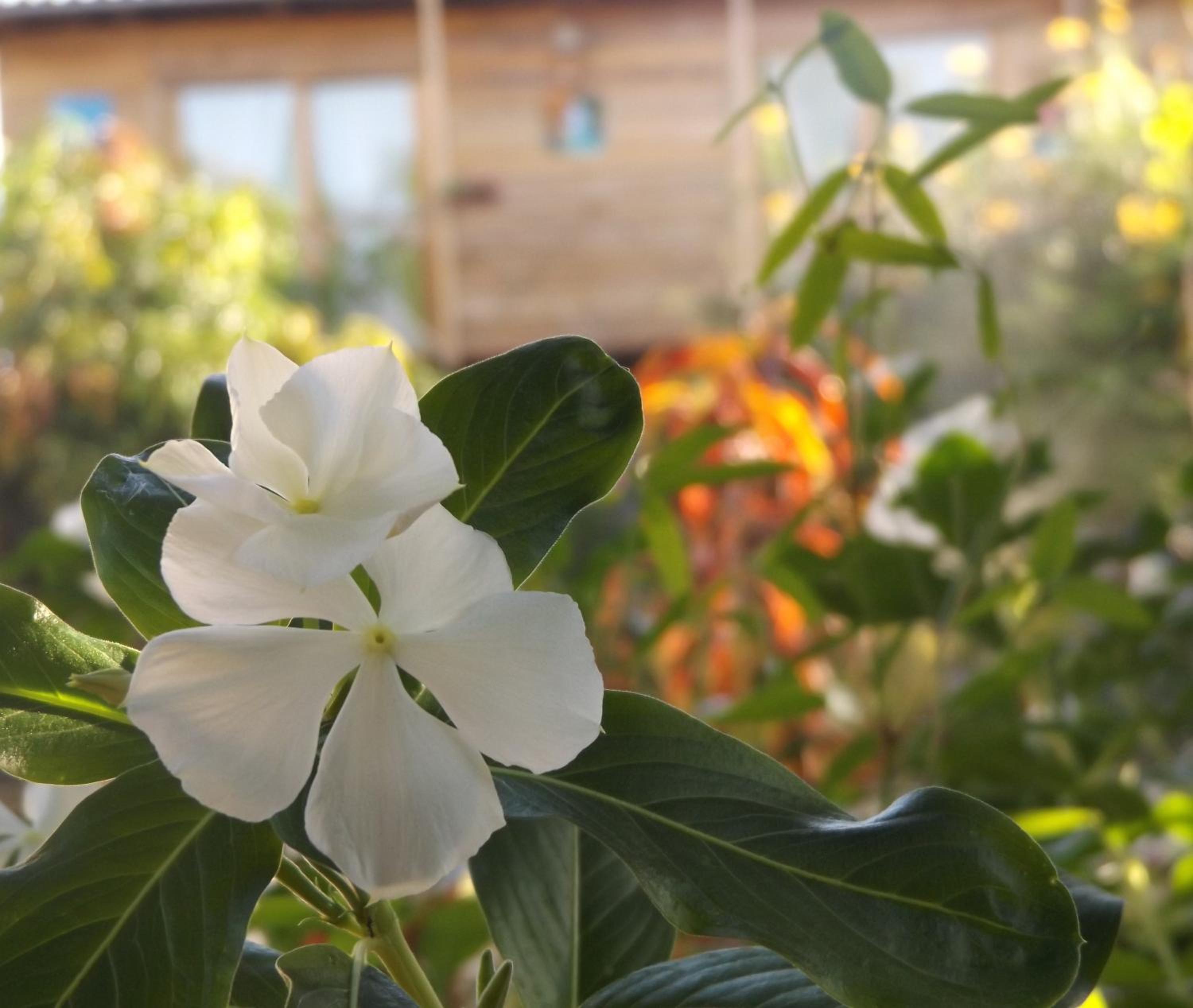 Buganvilla Guest House view 4