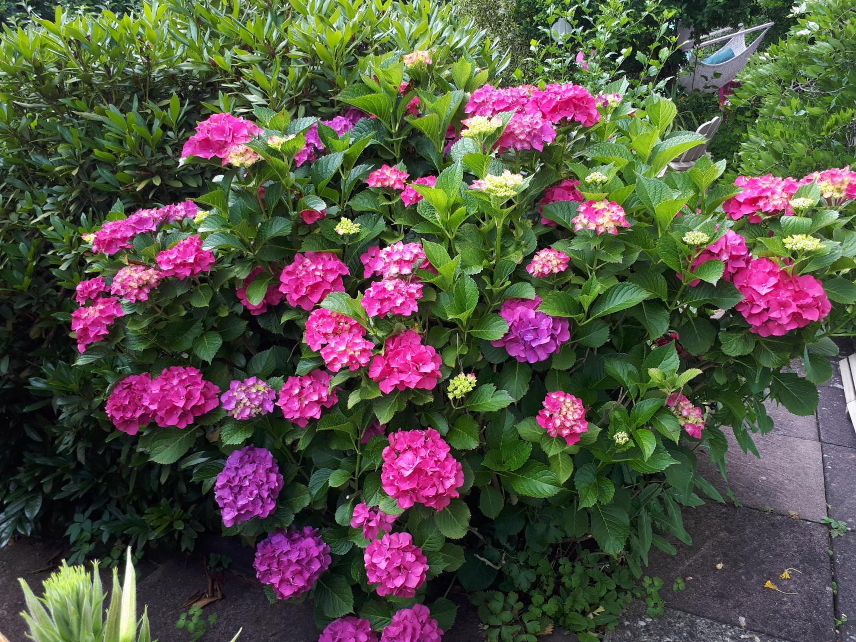 Rottgarten, photo 2