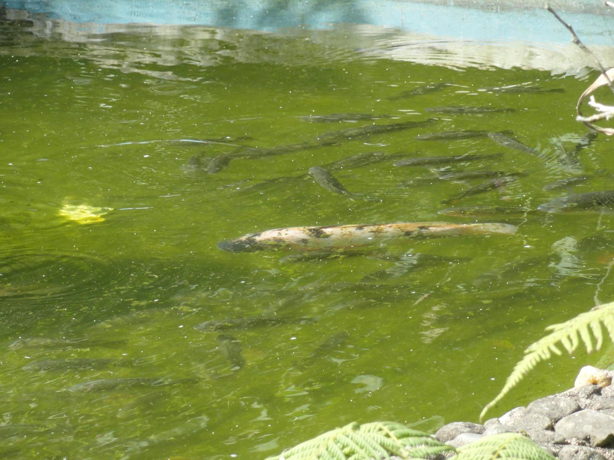 Pousada Chácara do Rio