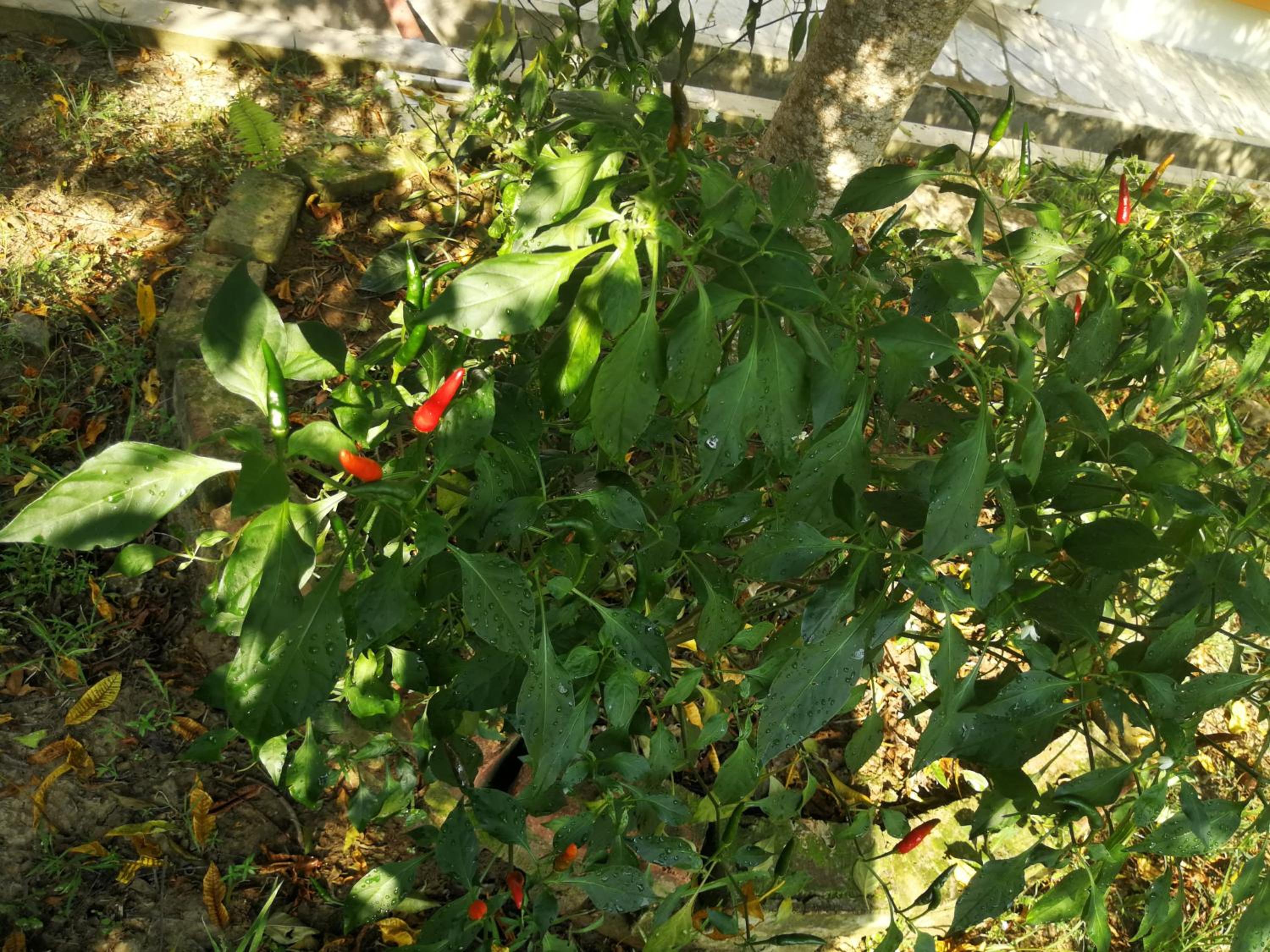 Photo 32