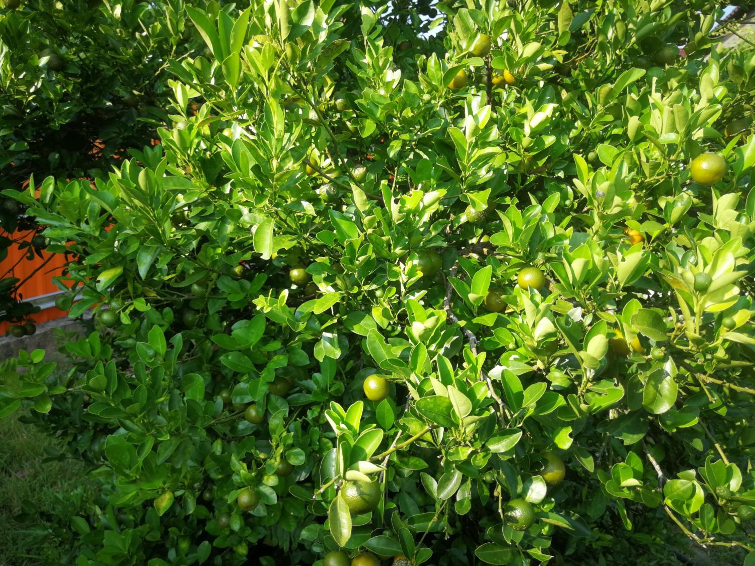 Photo 31