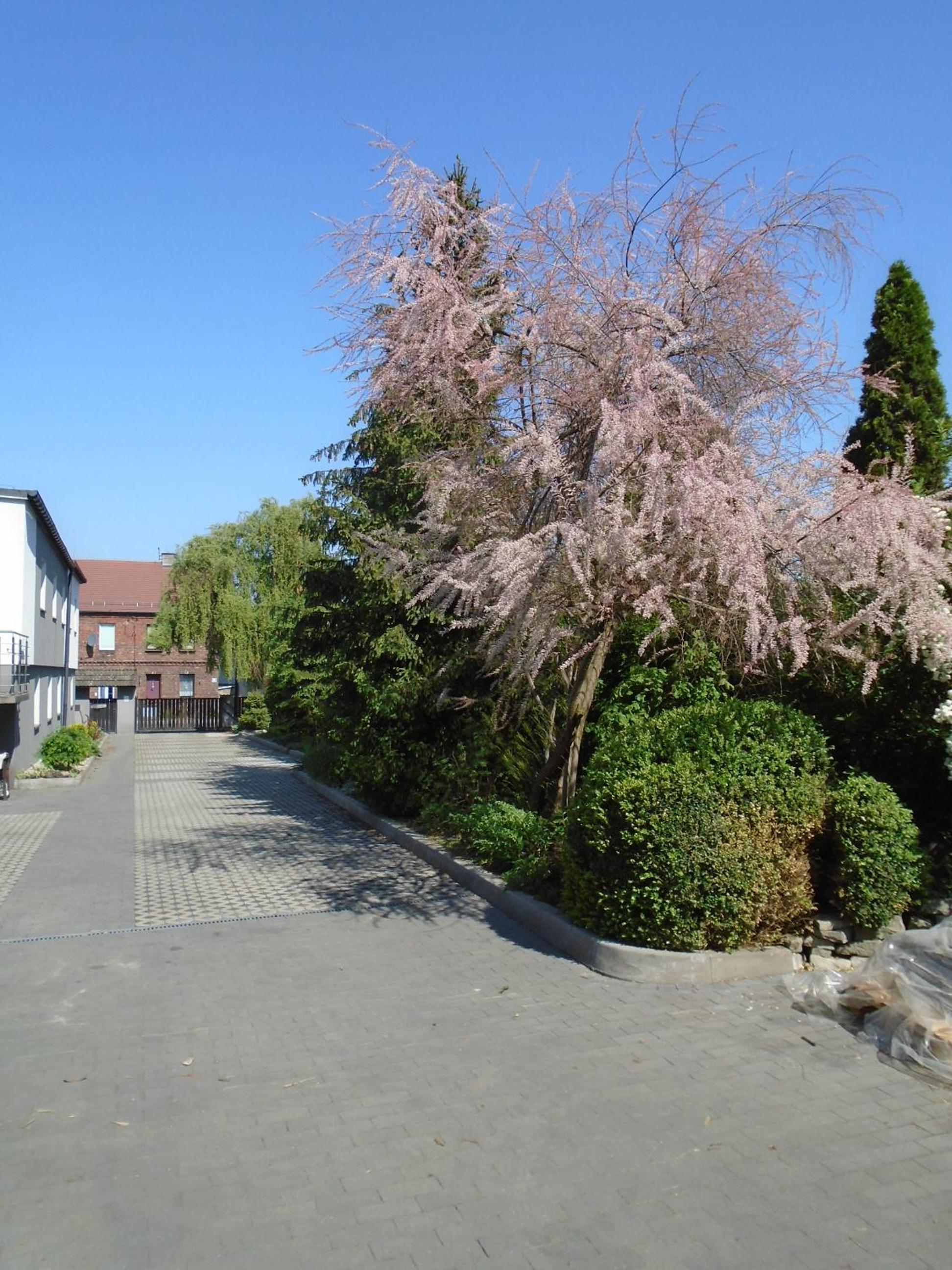 Photo 44