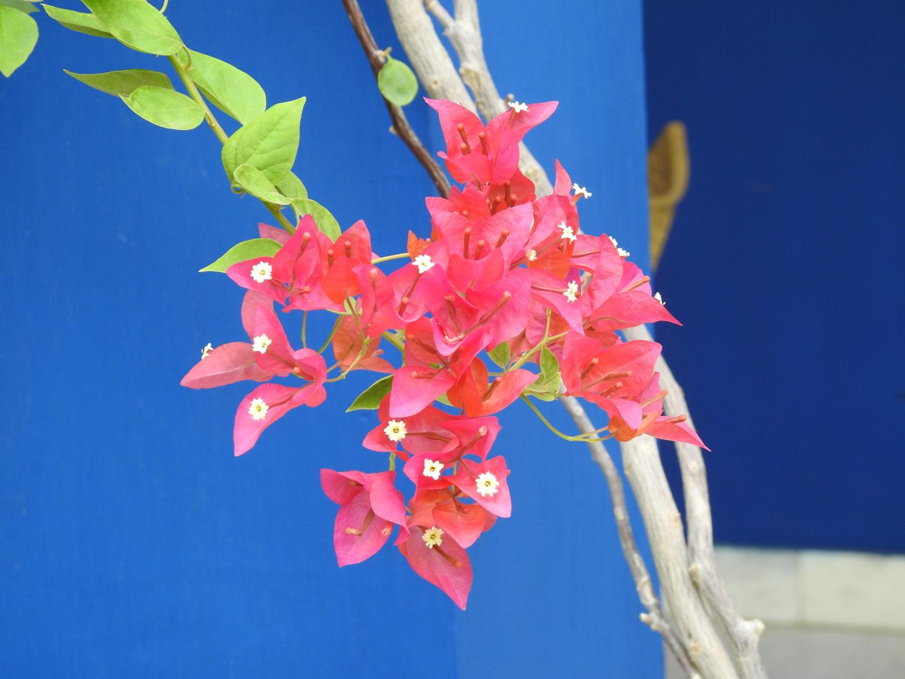 The Coral Tree Boutique Homestay