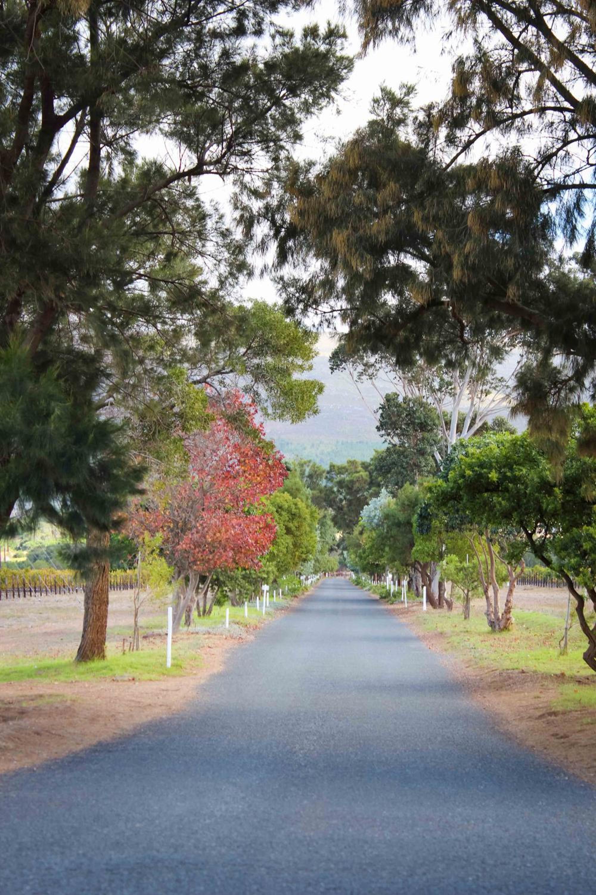Endless Vineyards at Wildekrans Wine Estate