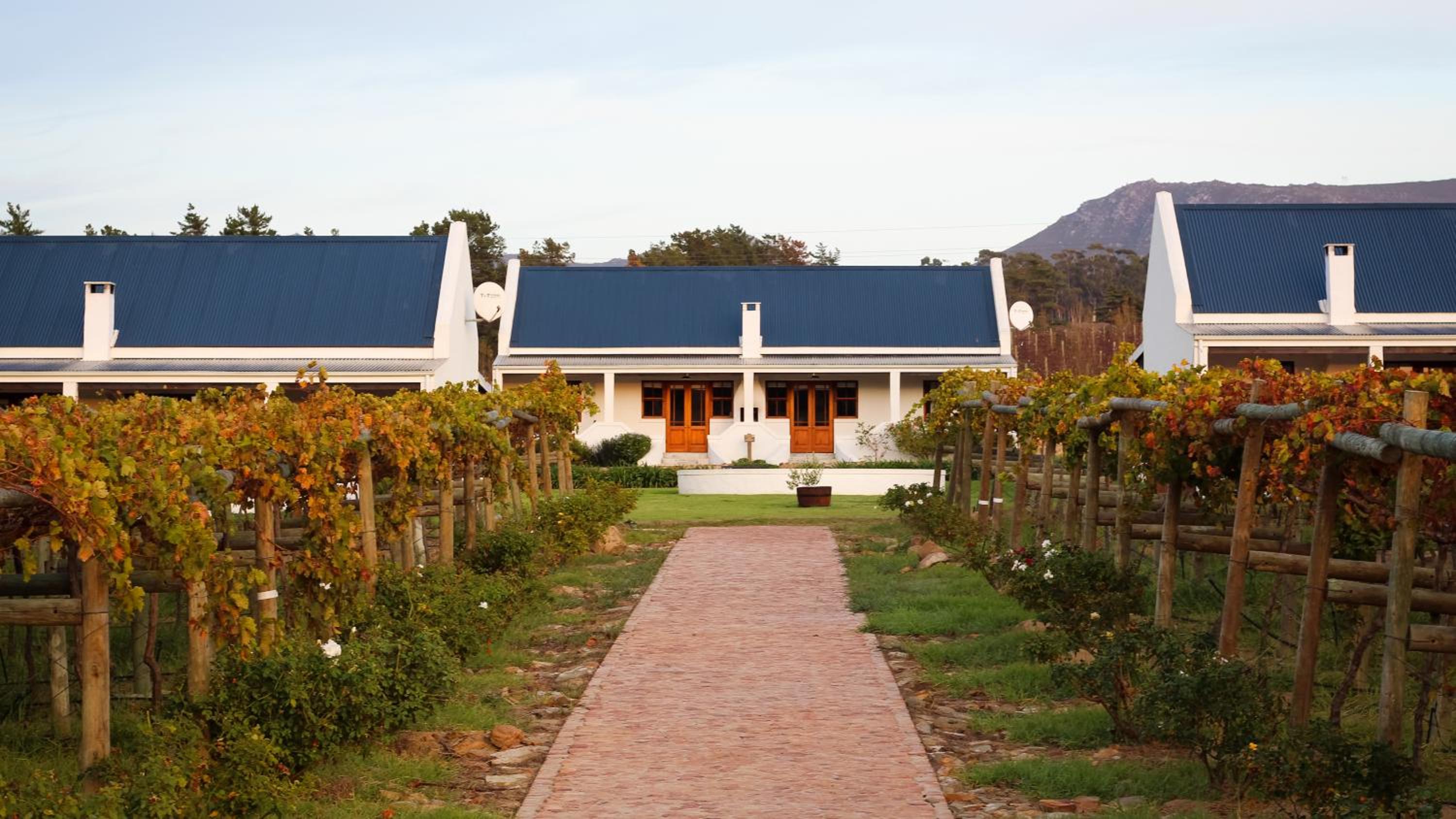 Endless Vineyards at Wildekrans Wine Estate
