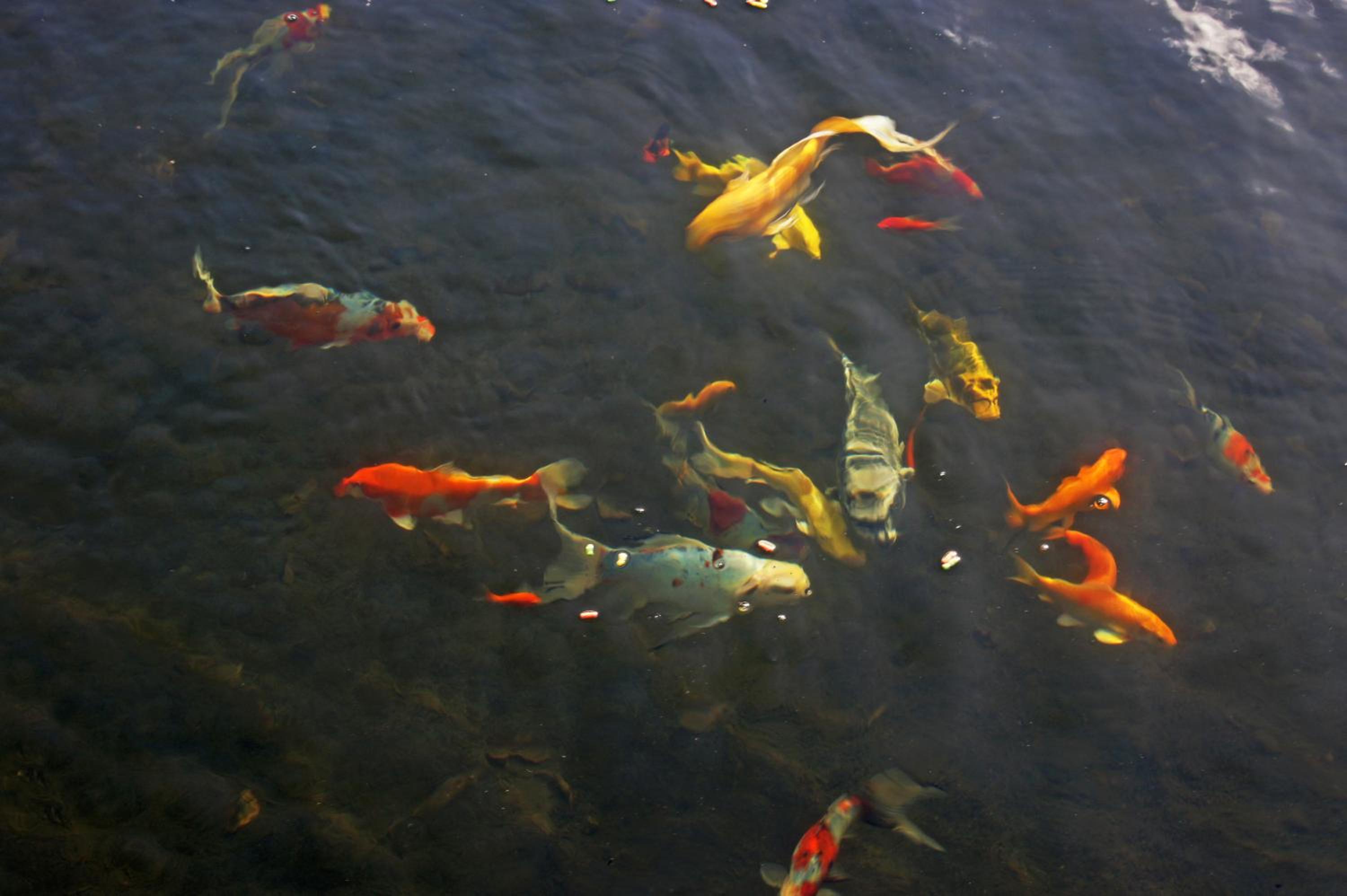 Photo 44