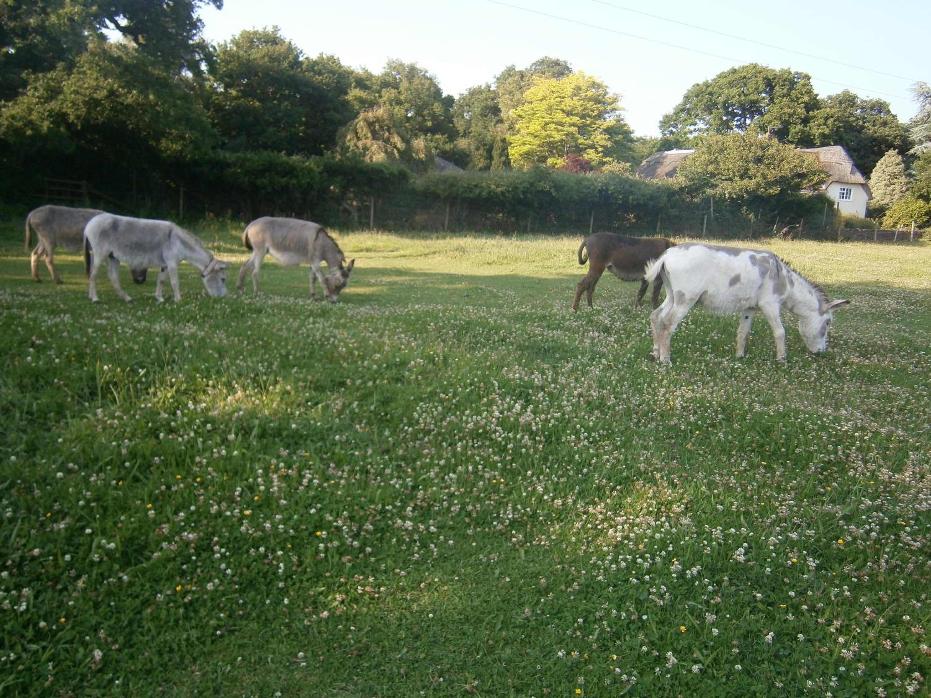 Photo 14