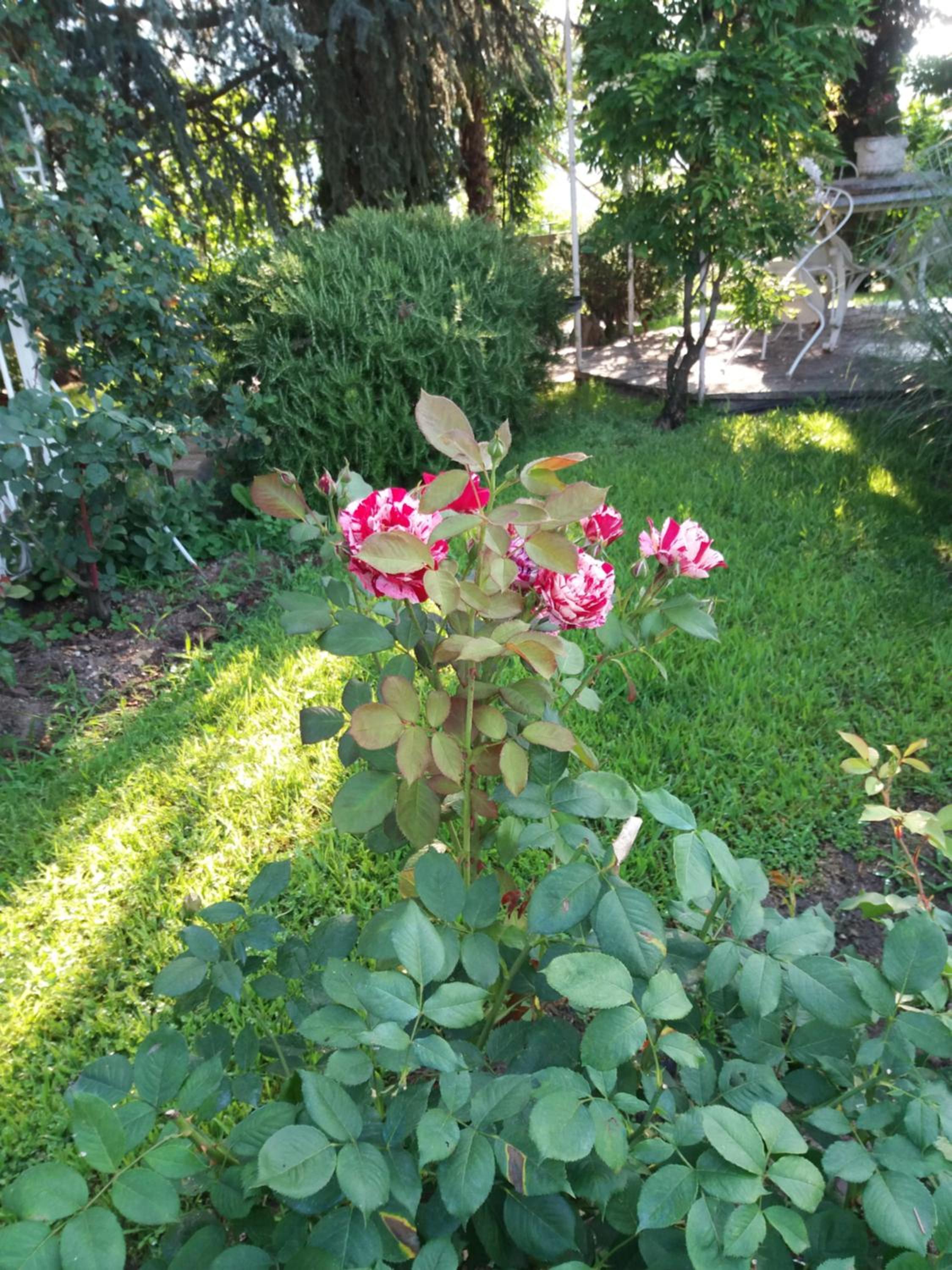 Photo 8