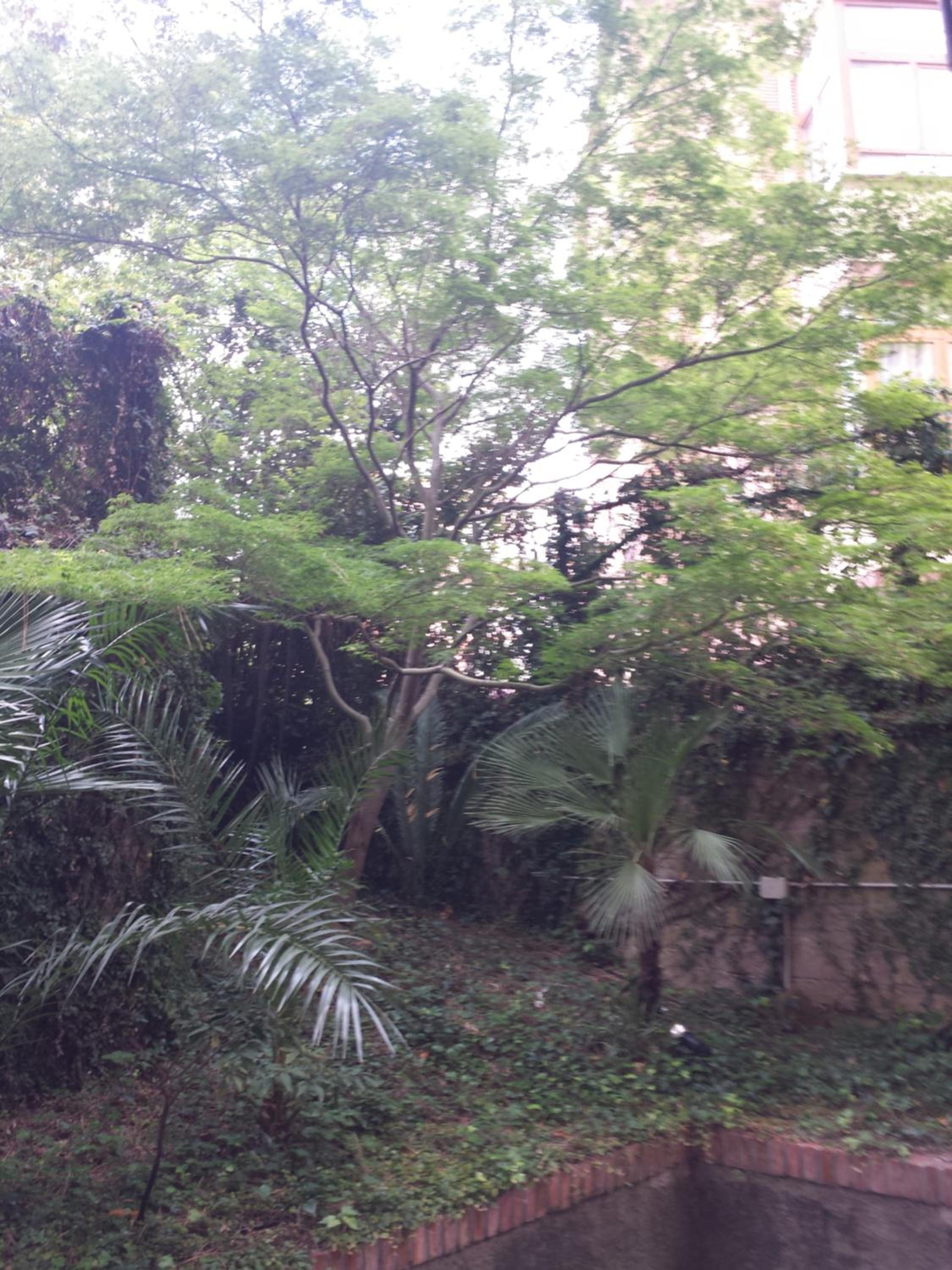 Le Palme
