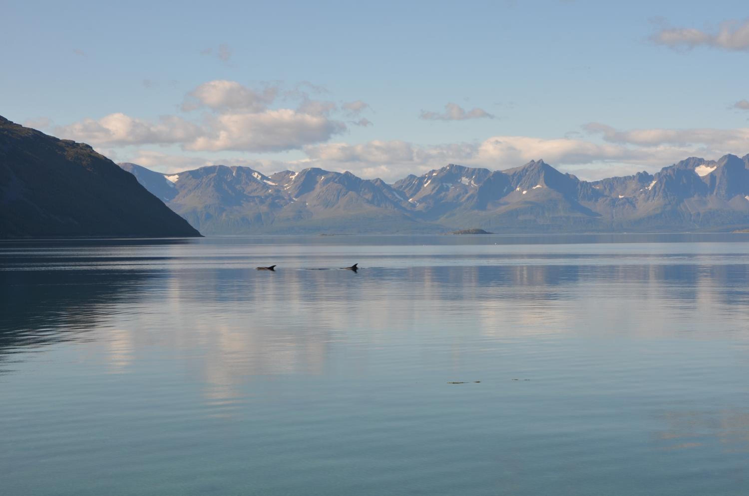 Arctic FjordCamp