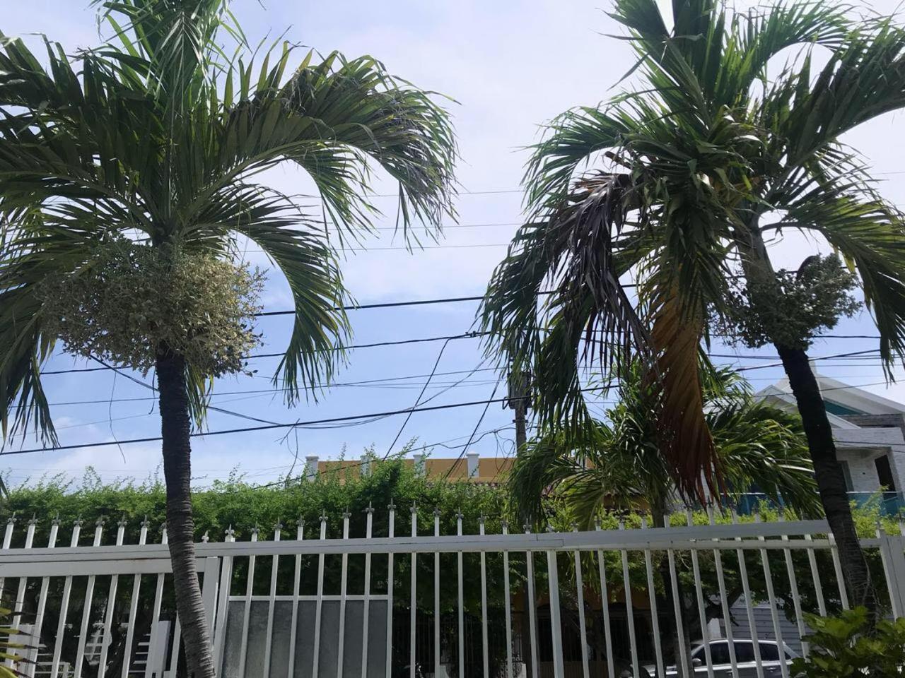 Tropical Dreams