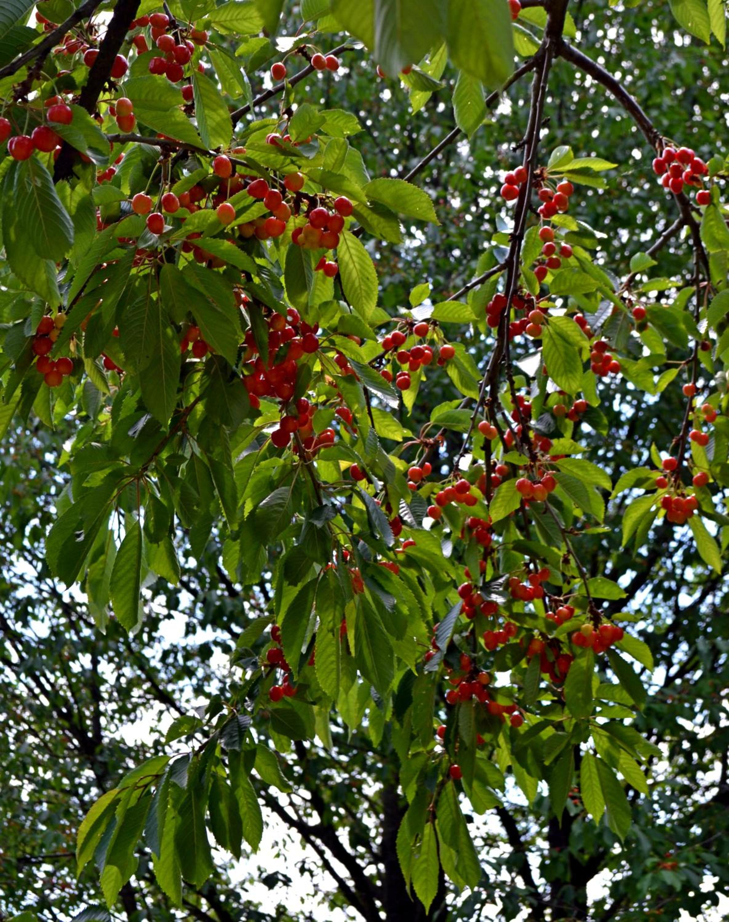 Photo 41