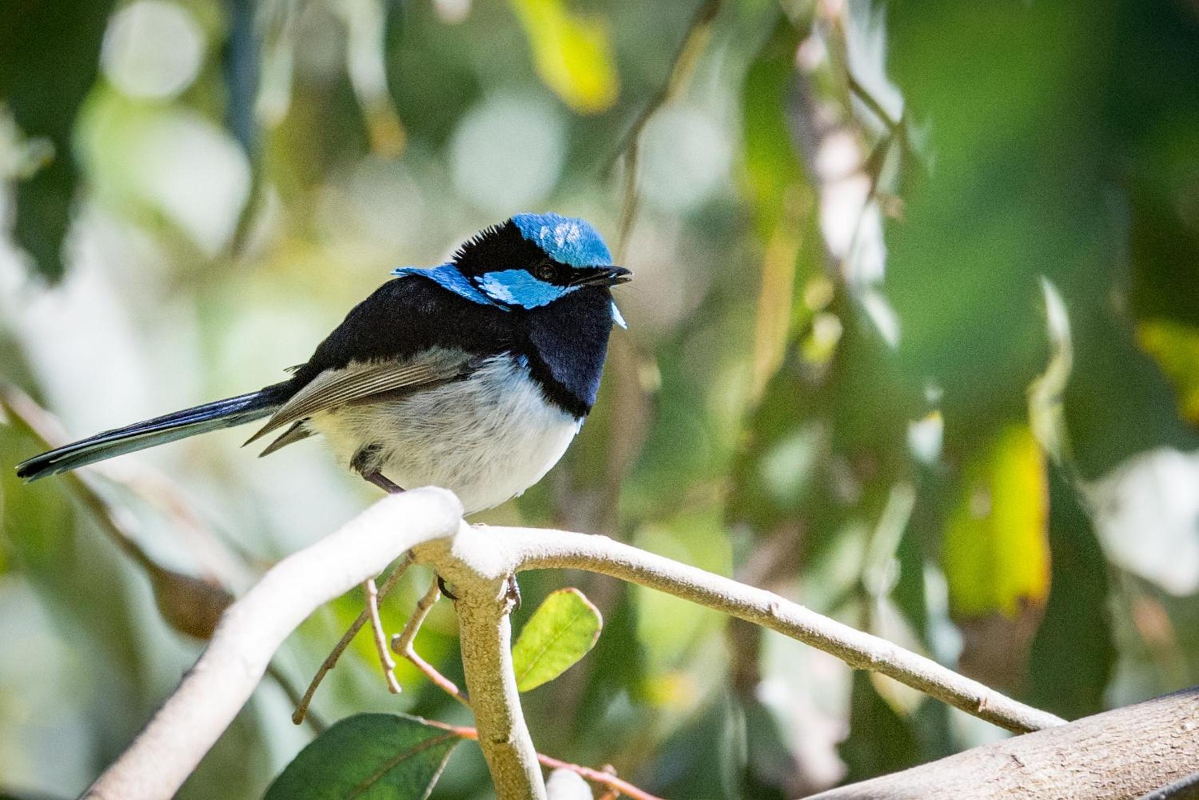 Fairy Wren Cottage Country to Coast Retreat