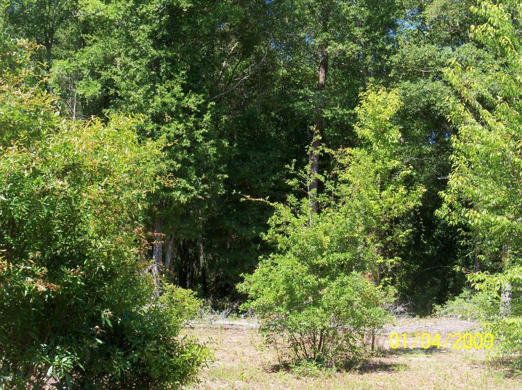 Photo 45