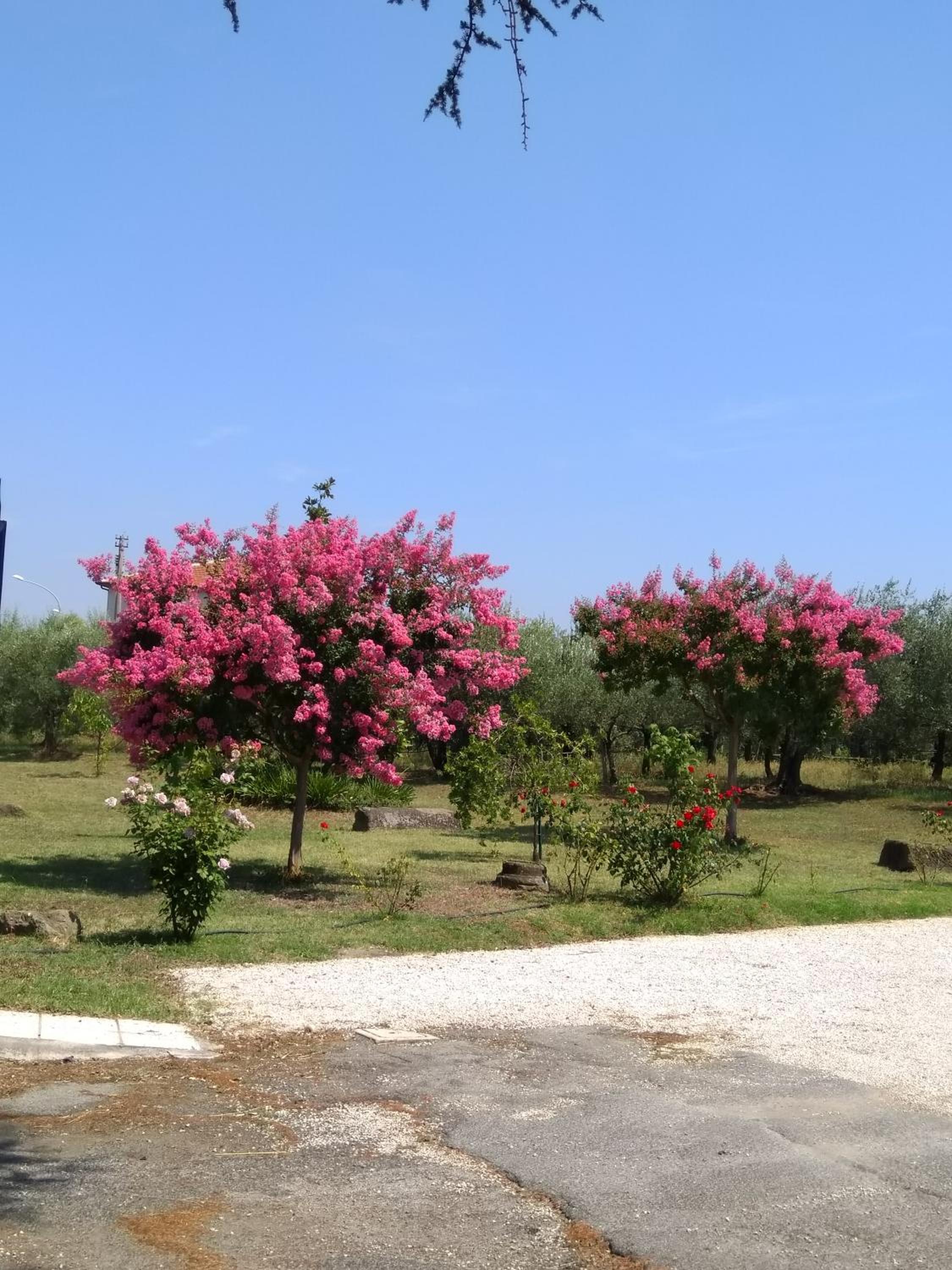 Casa Vacanze Le Rose view 5