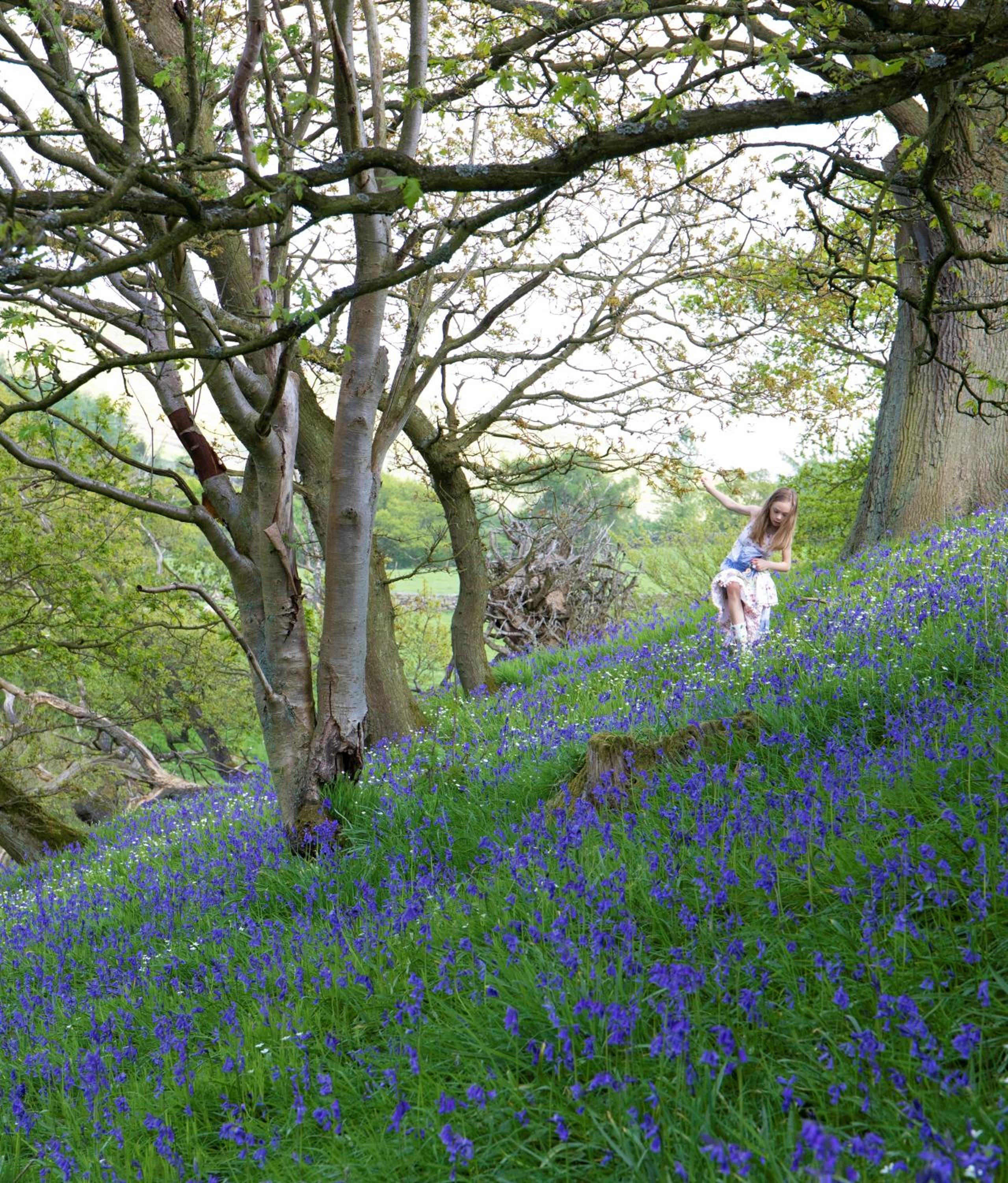Bluebells Cottage