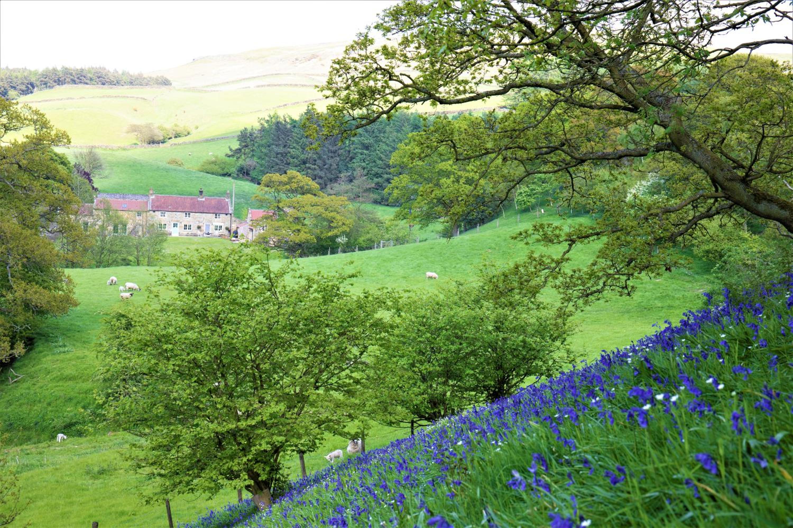Bluebells Cottage