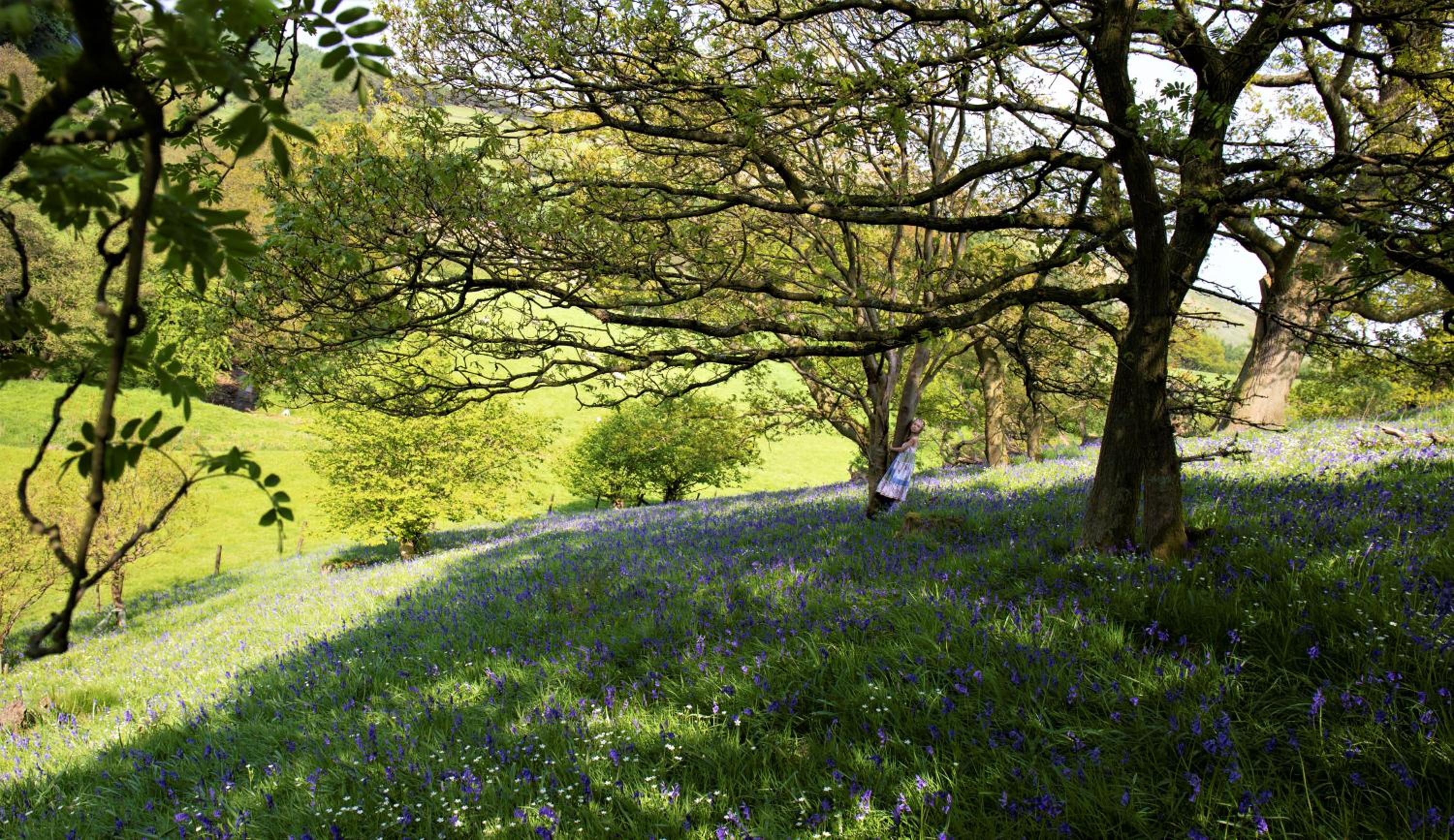 Bluebells Cottage