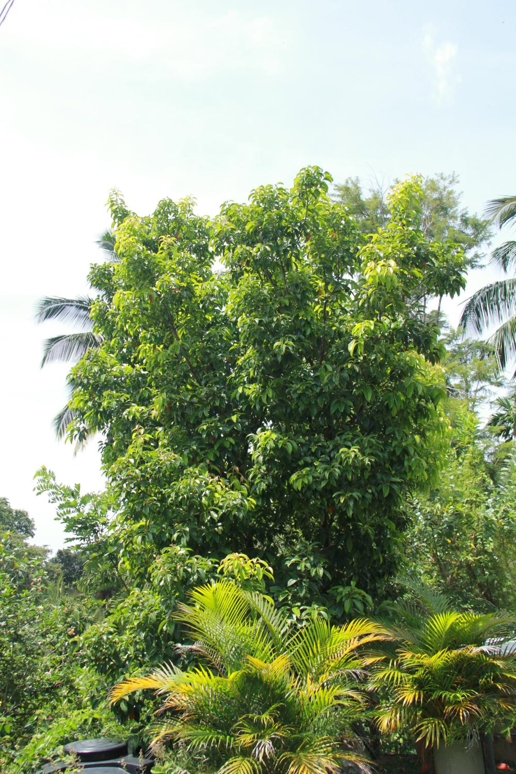 Anura Guest Inn