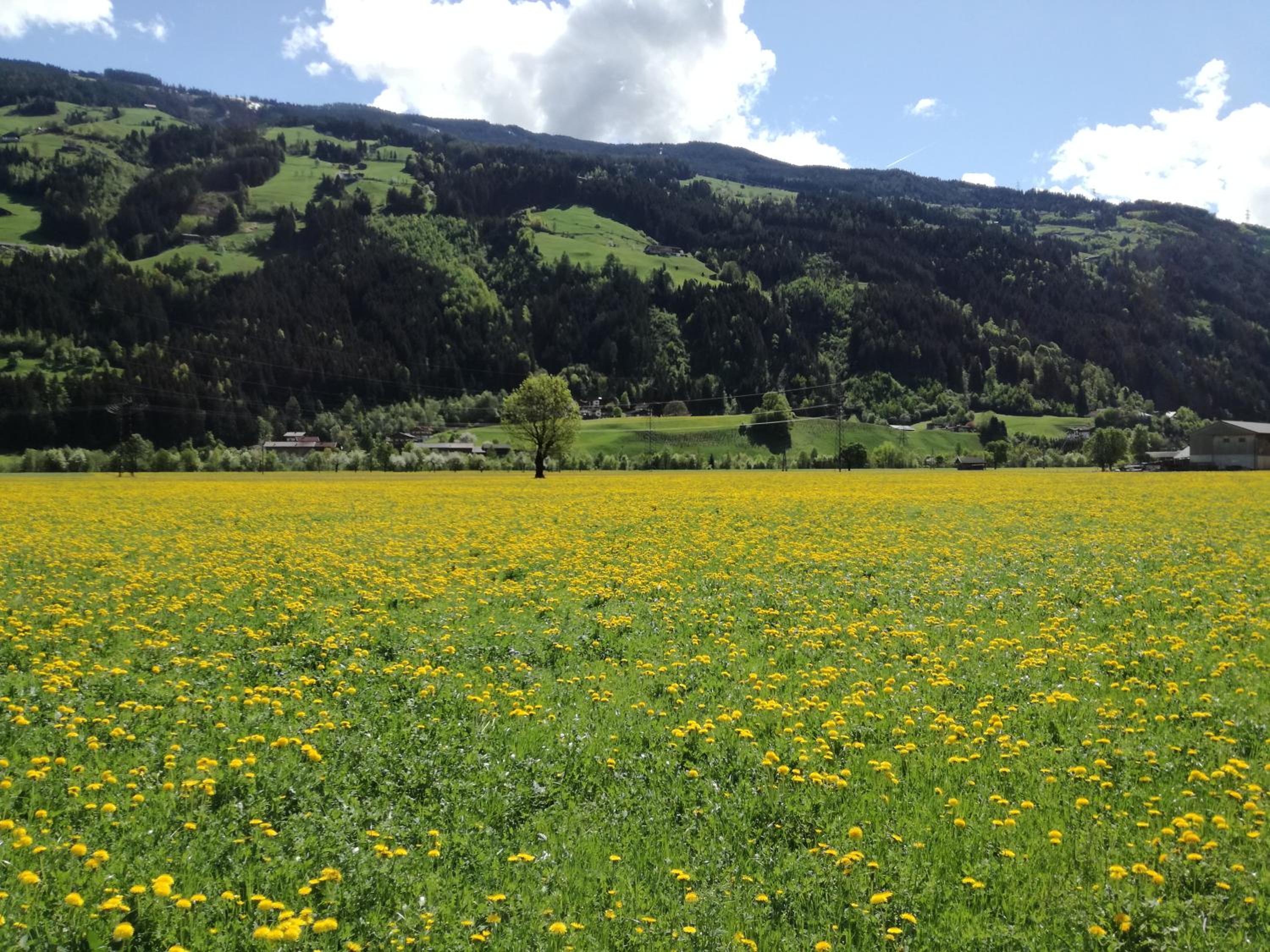 Apart Tiefenbach