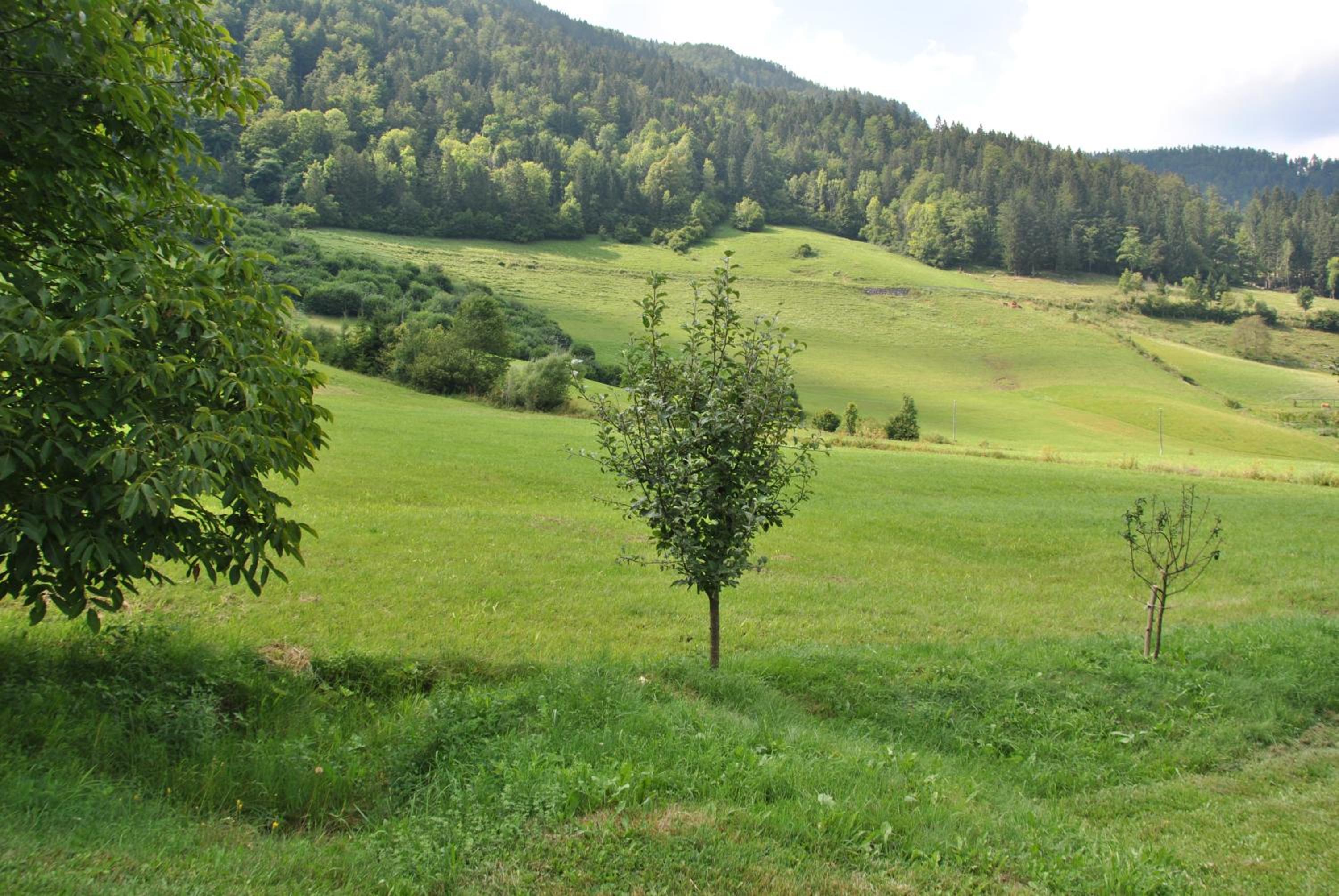 Photo 42