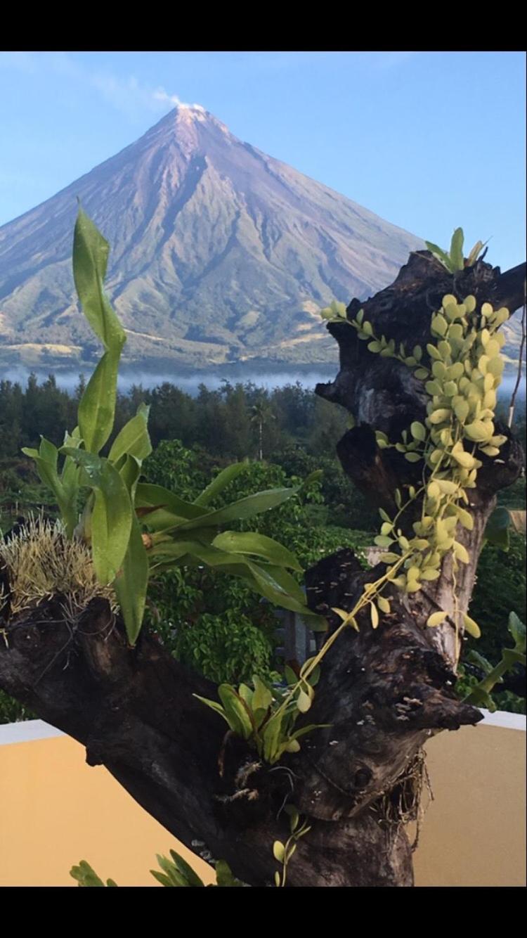 Mayon Lodging House