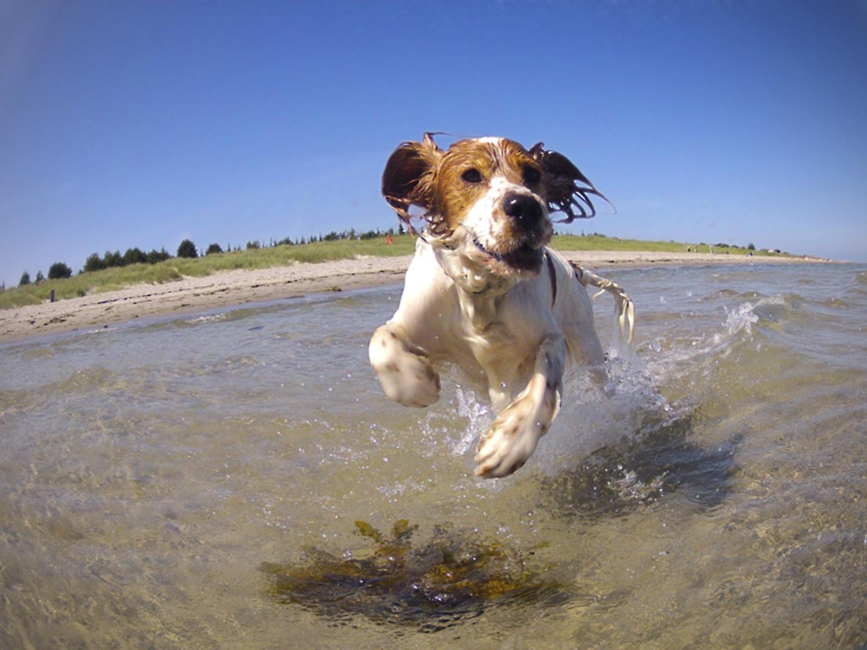 Paws Up Cottage