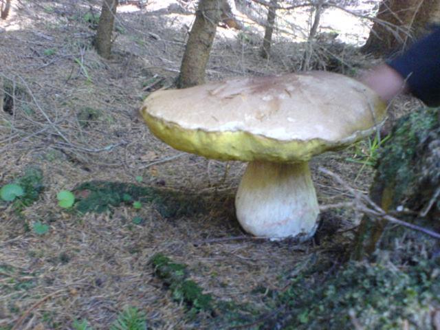 Аня Рома, photo 63