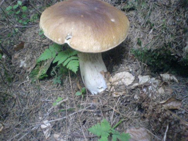 Аня Рома, photo 38